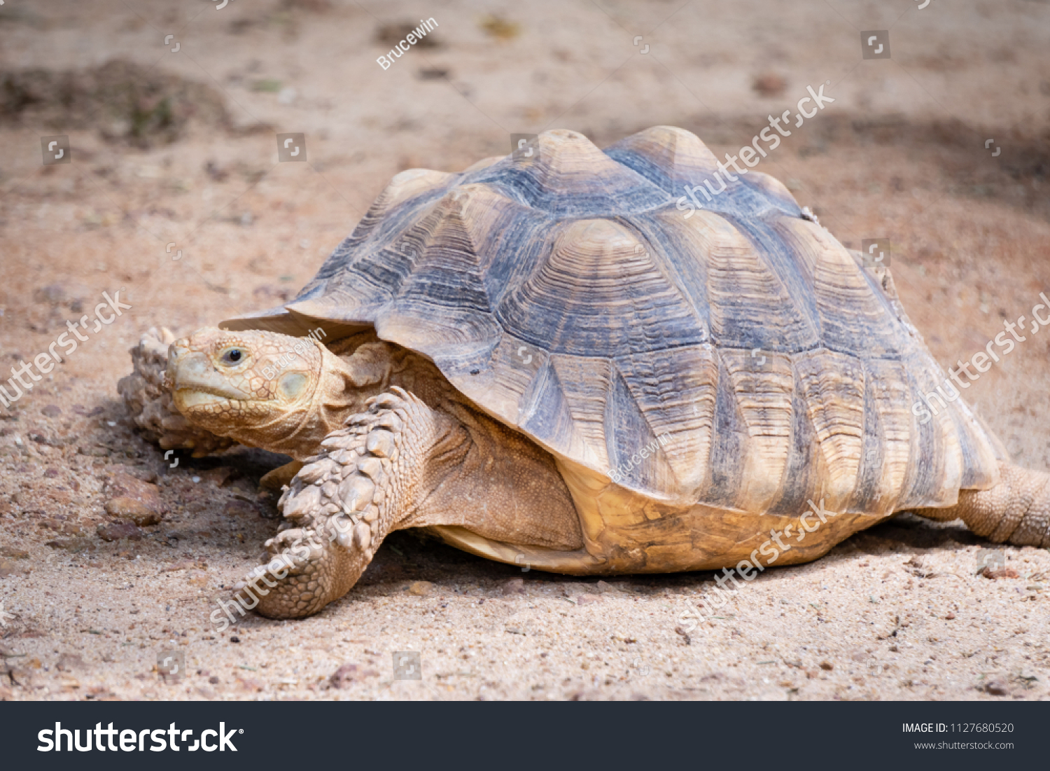 African Spurred Tortoise Sulcata Tortoise Thirdlargest Stock Photo ...