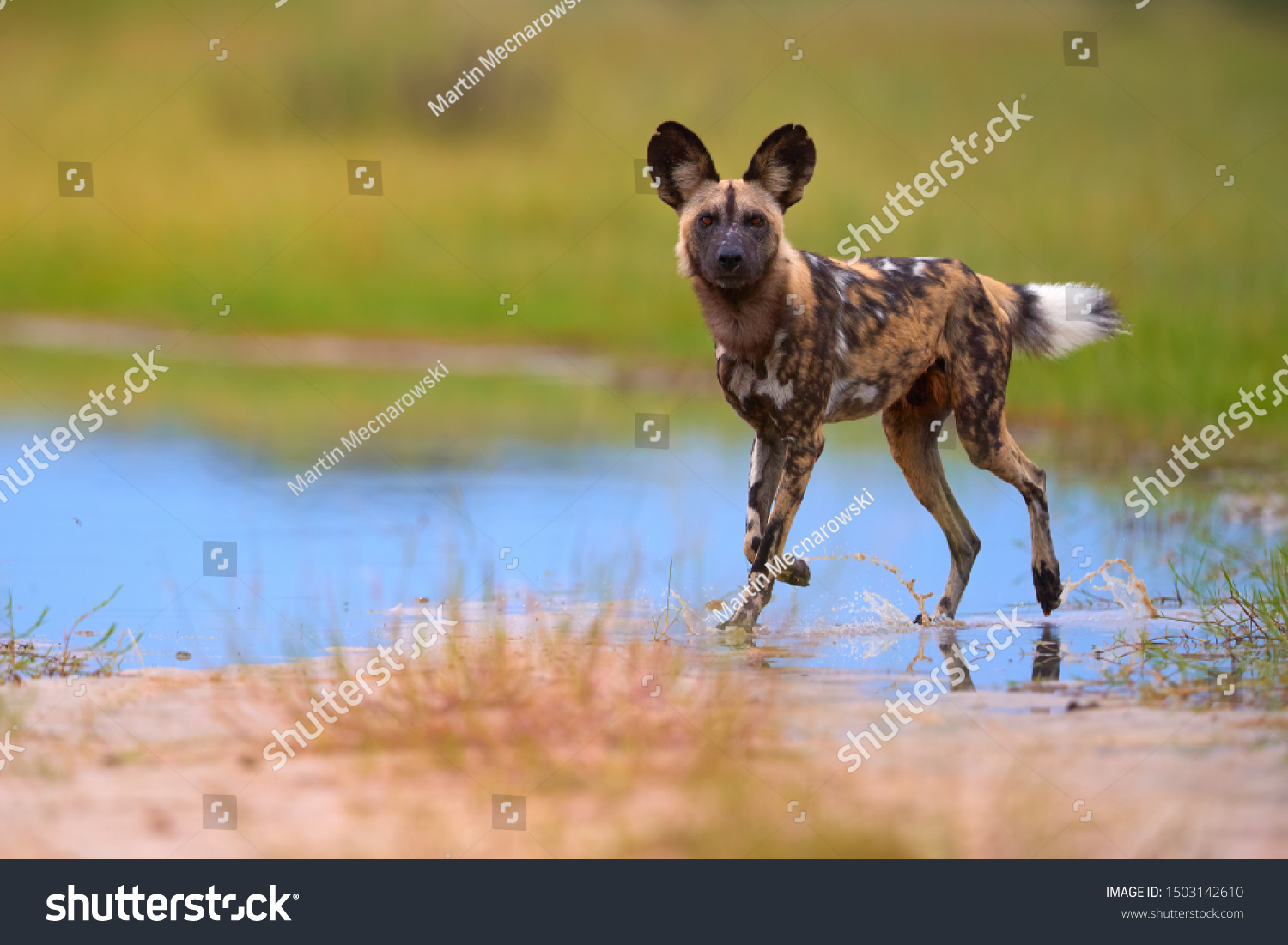アフリカのワイルド ドッグ リカオン ピクタス 青い水たまりを歩くアフリカのペイント犬 カメラをじろじろ見つめる モレミゲームリザーブボツワナ 低い角度の写真 絶滅の危機にひんしたアフリカの野生 動物 の写真素材 今すぐ編集 アフリカのワイルド ドッグ リカオン ピクタス 青い水たまりを歩くアフリカのペイント犬 カメラをじろじろ見つめる モレミゲームリザーブボツワナ 低い角度の写真 絶滅の危機にひんしたアフリカの野生 動物 の写真素材 今すぐ編集