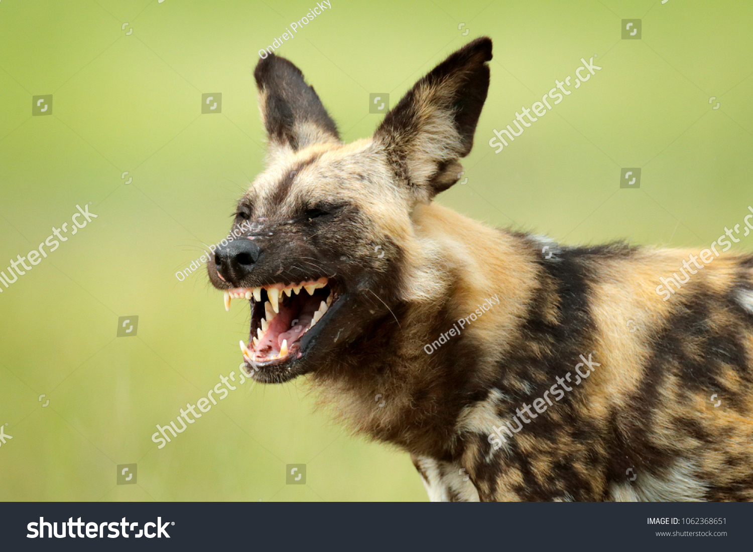 dog muzzle with teeth