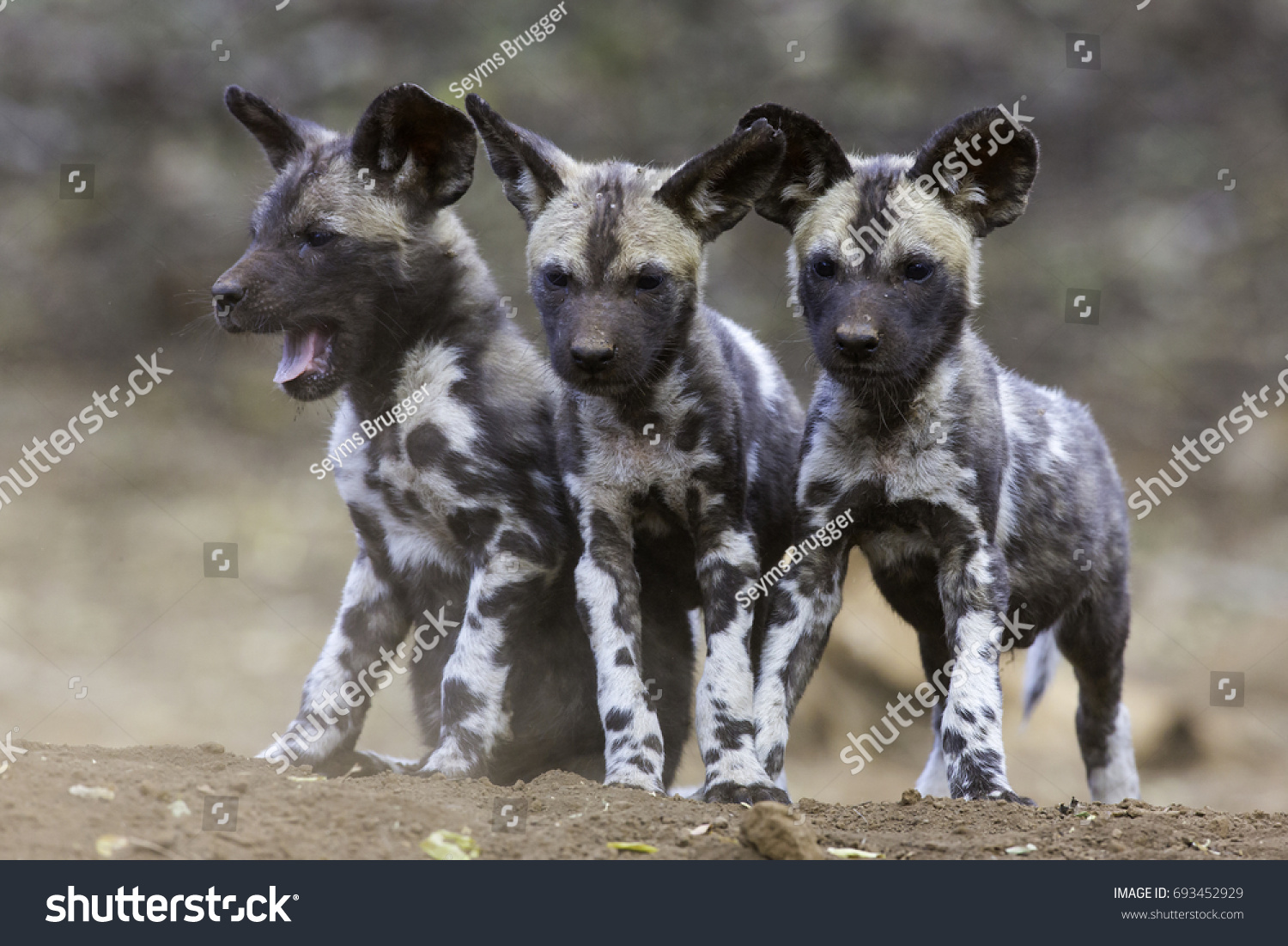 what do you call a baby african wild dog