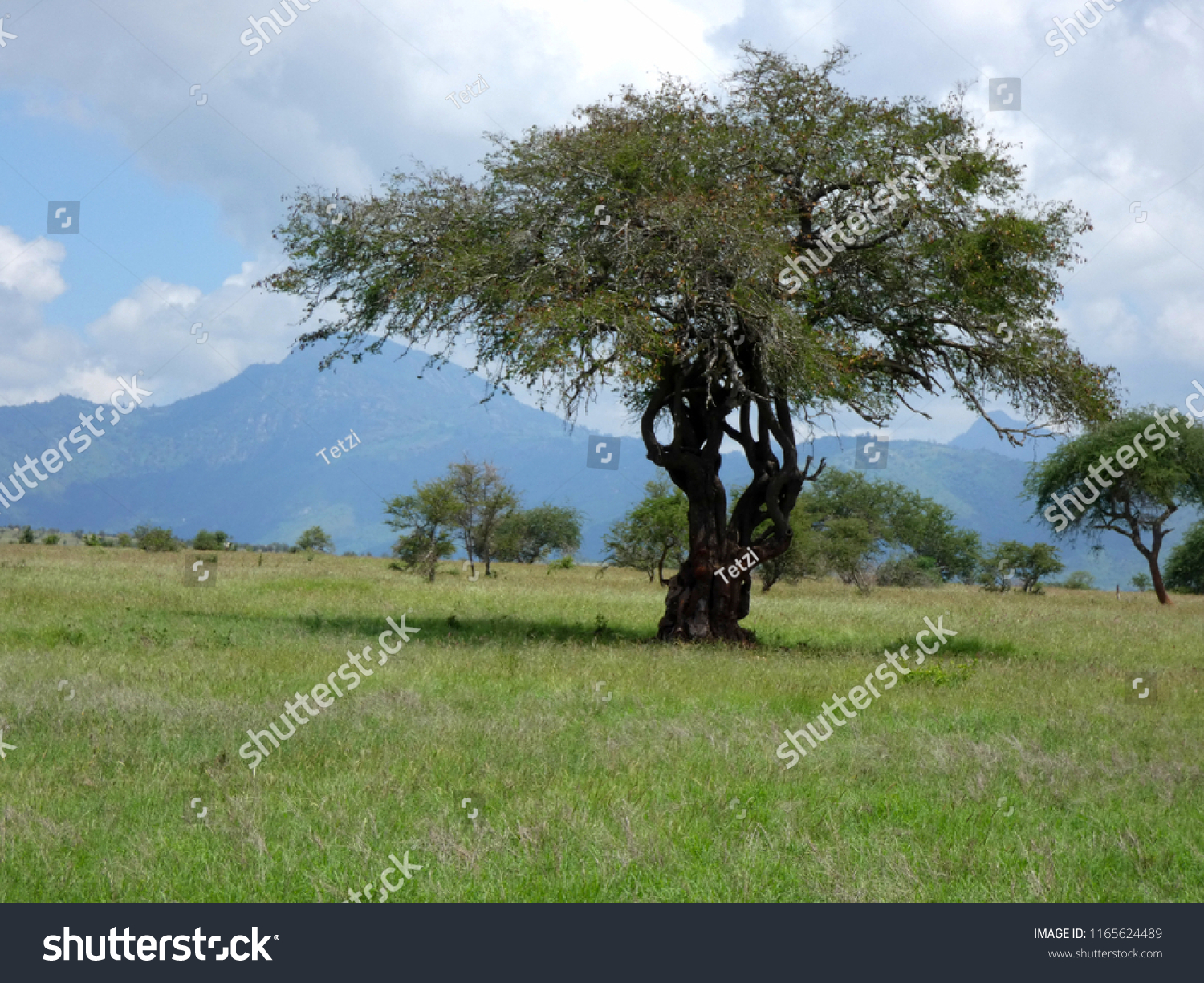 Afrika Tsavo Nationalpark Kenia Safari Landscape Stock Photo Edit Now