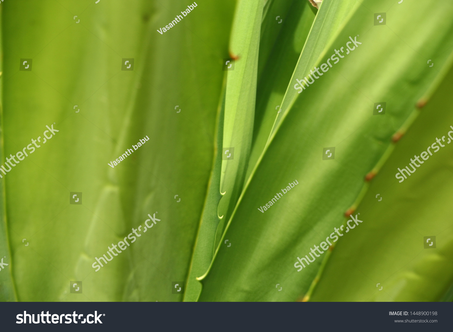 Agave Plant Grown Areas Madurai Alagarkovil Stock Photo (Edit Now ...