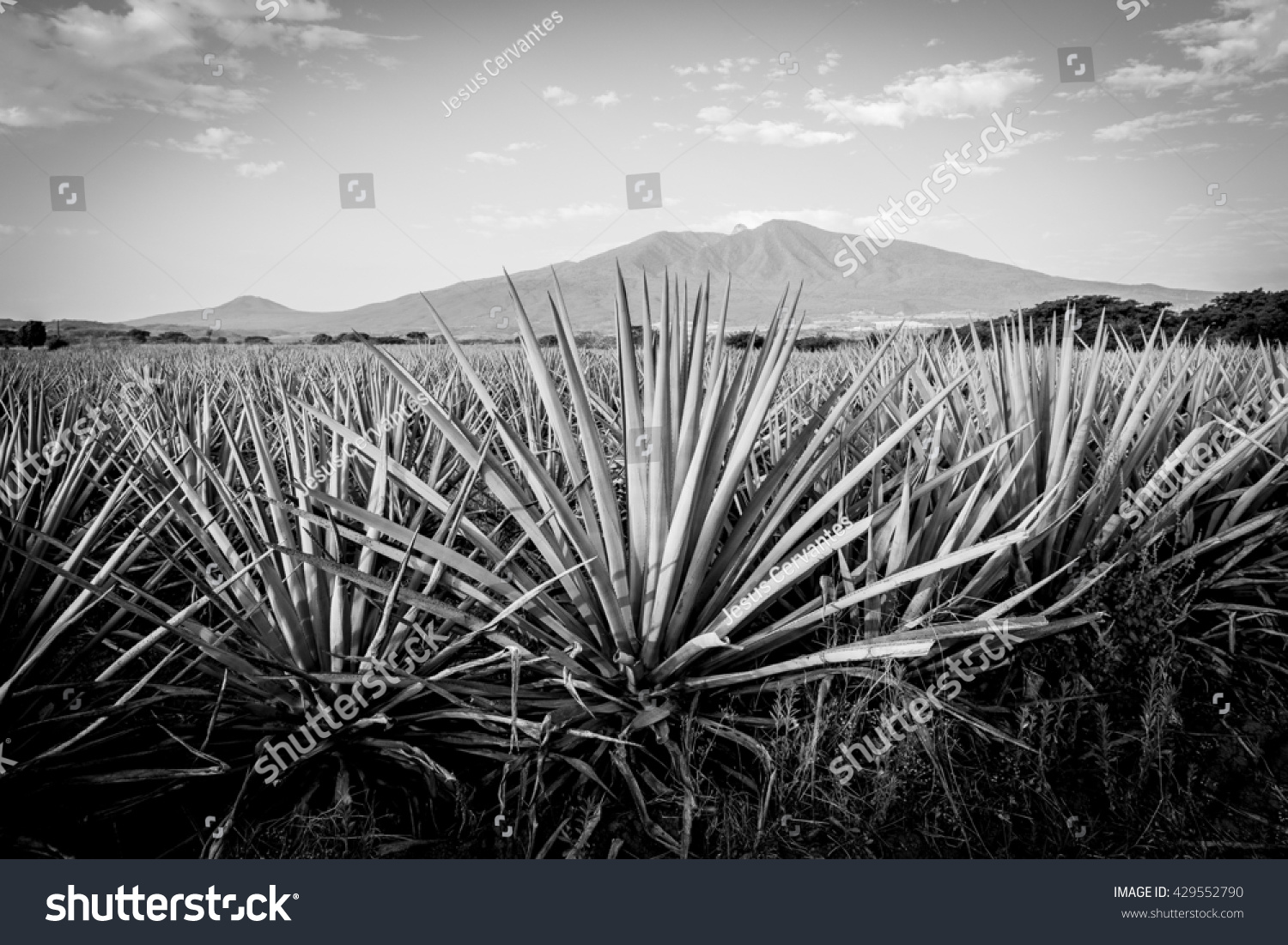 Agave tequila landscape to guadalajara jalisco mexico black and white
