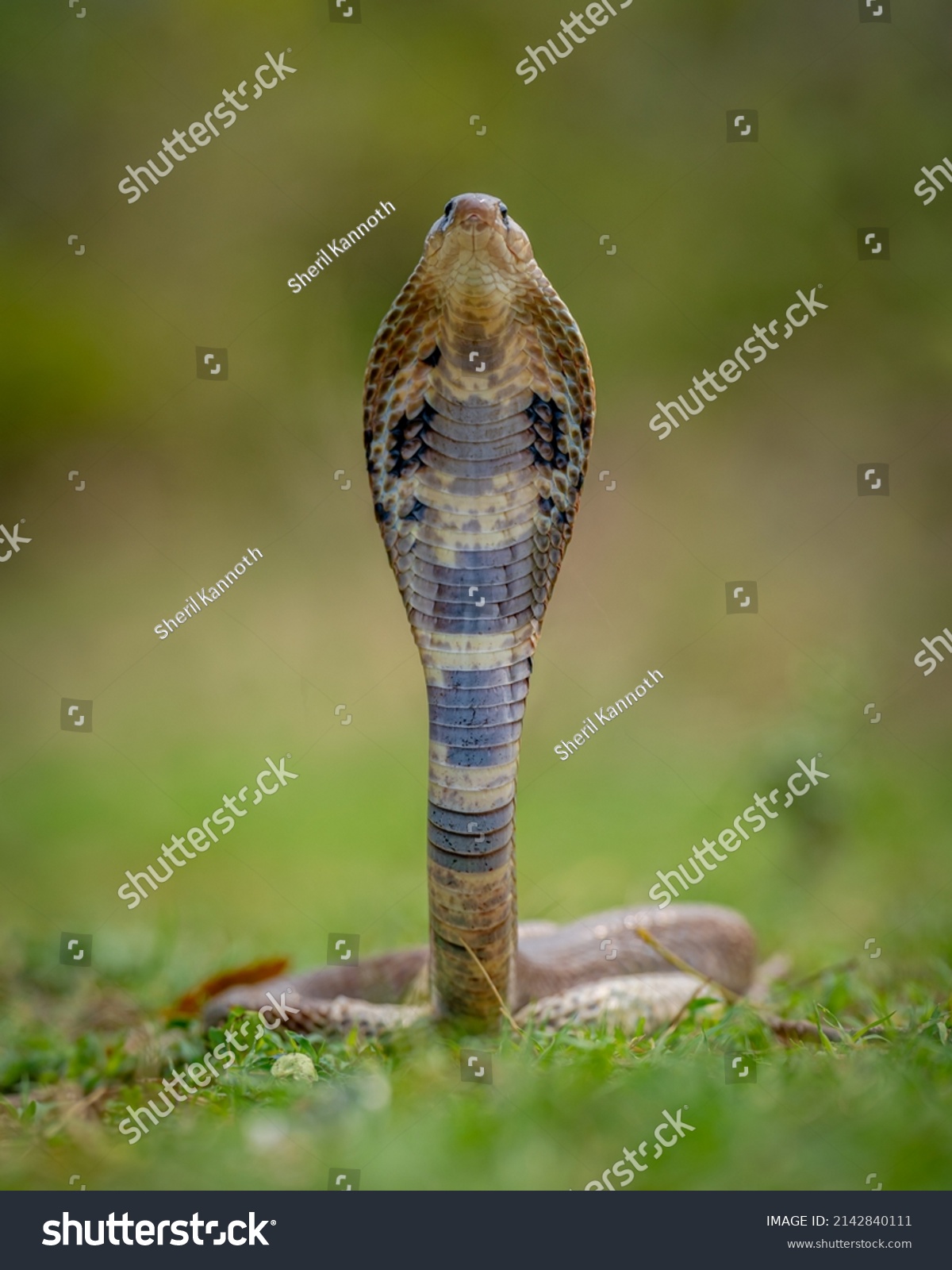 Aggressive Threatened Spectacled Cobra Snake Naja Stock Photo ...