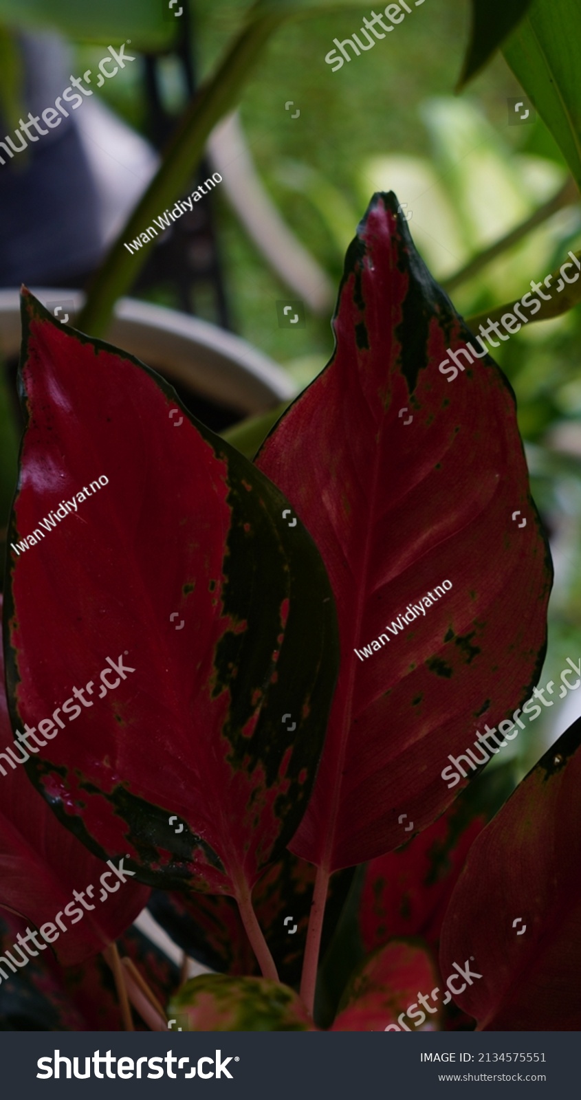 Aglaonema Kochin Paramuay Tanaman Hias Aglaonema Stock Photo Edit Now