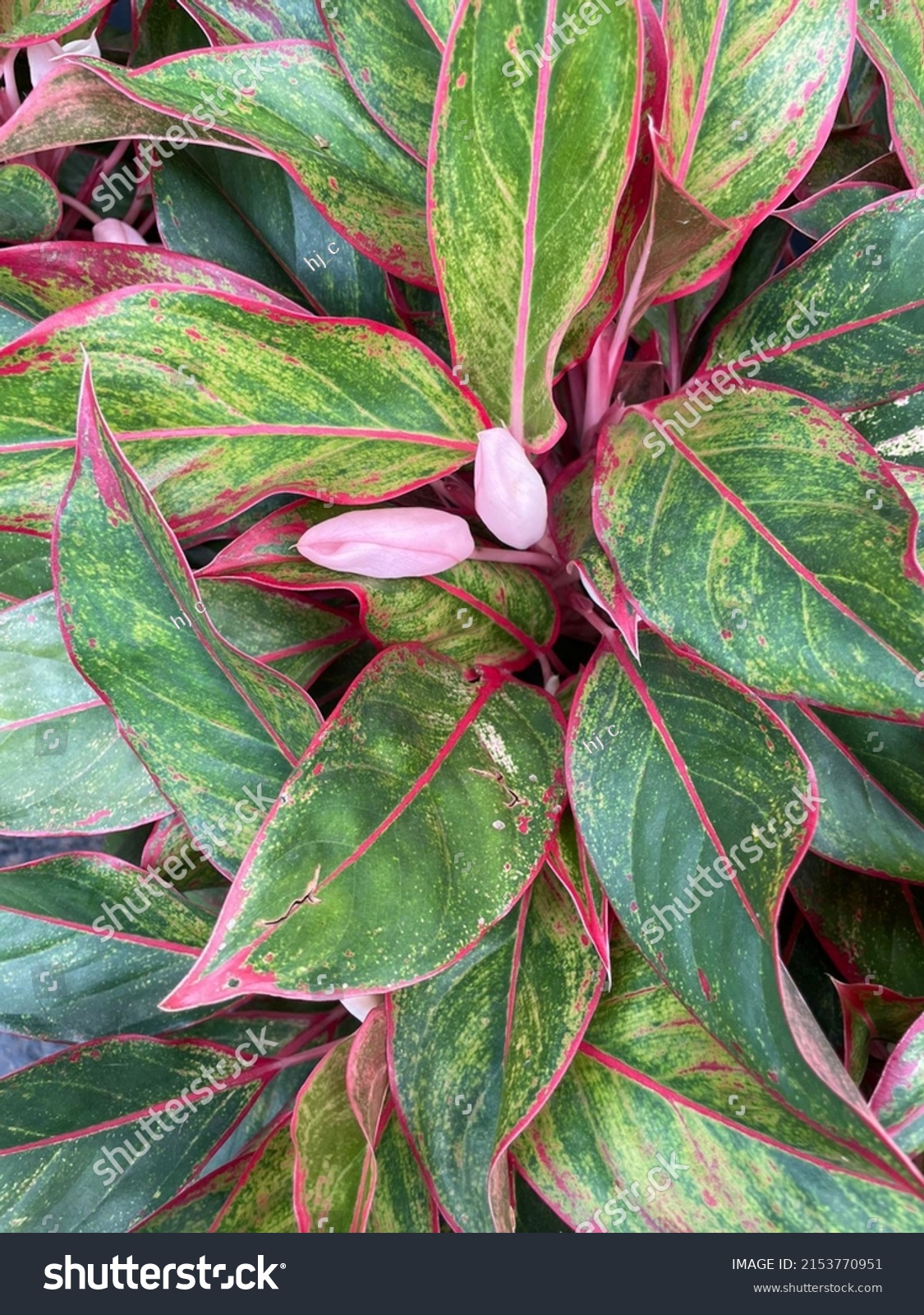 Aglaonema Red Lipstick Indoor Outdoor Plant Stock Photo 2153770951 ...