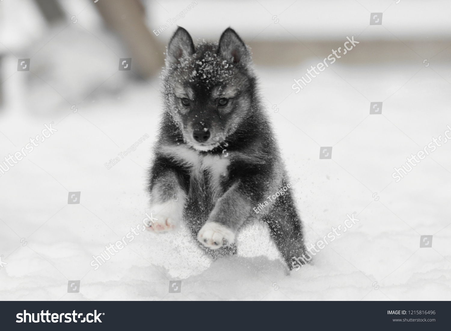 Agouti Siberian Husky Puppies Stock Photo Edit Now 1215816496