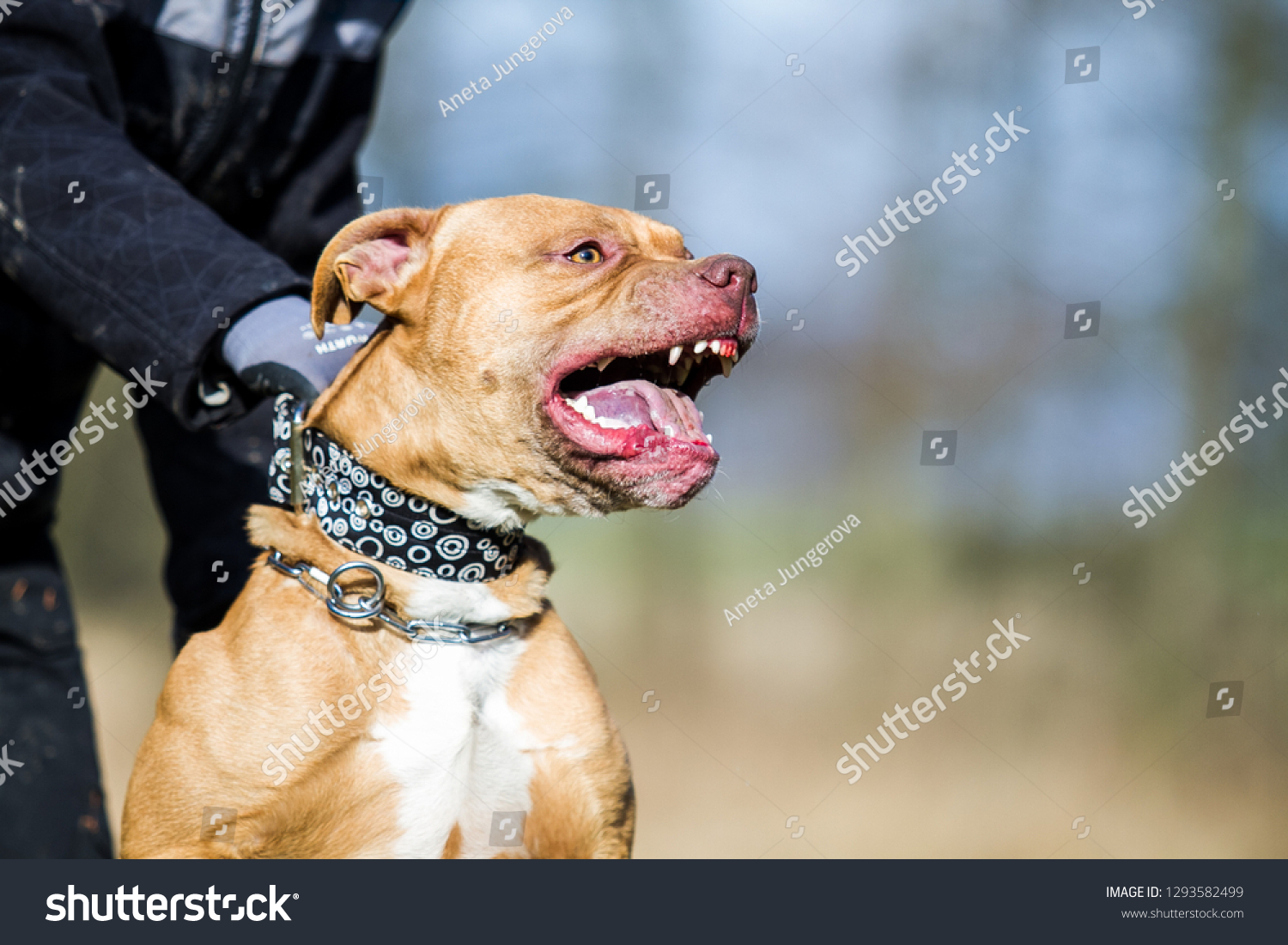 Pitbull terrier
