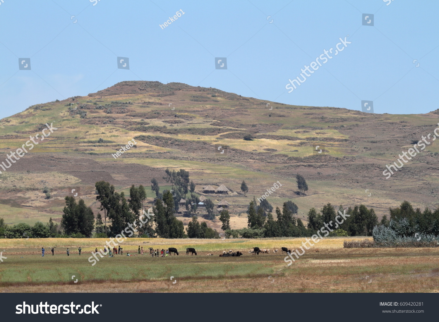 Agriculture Crop Fields Ethiopia Stock Photo 609420281 Shutterstock   Stock Photo Agriculture And Crop Fields In Ethiopia 609420281 