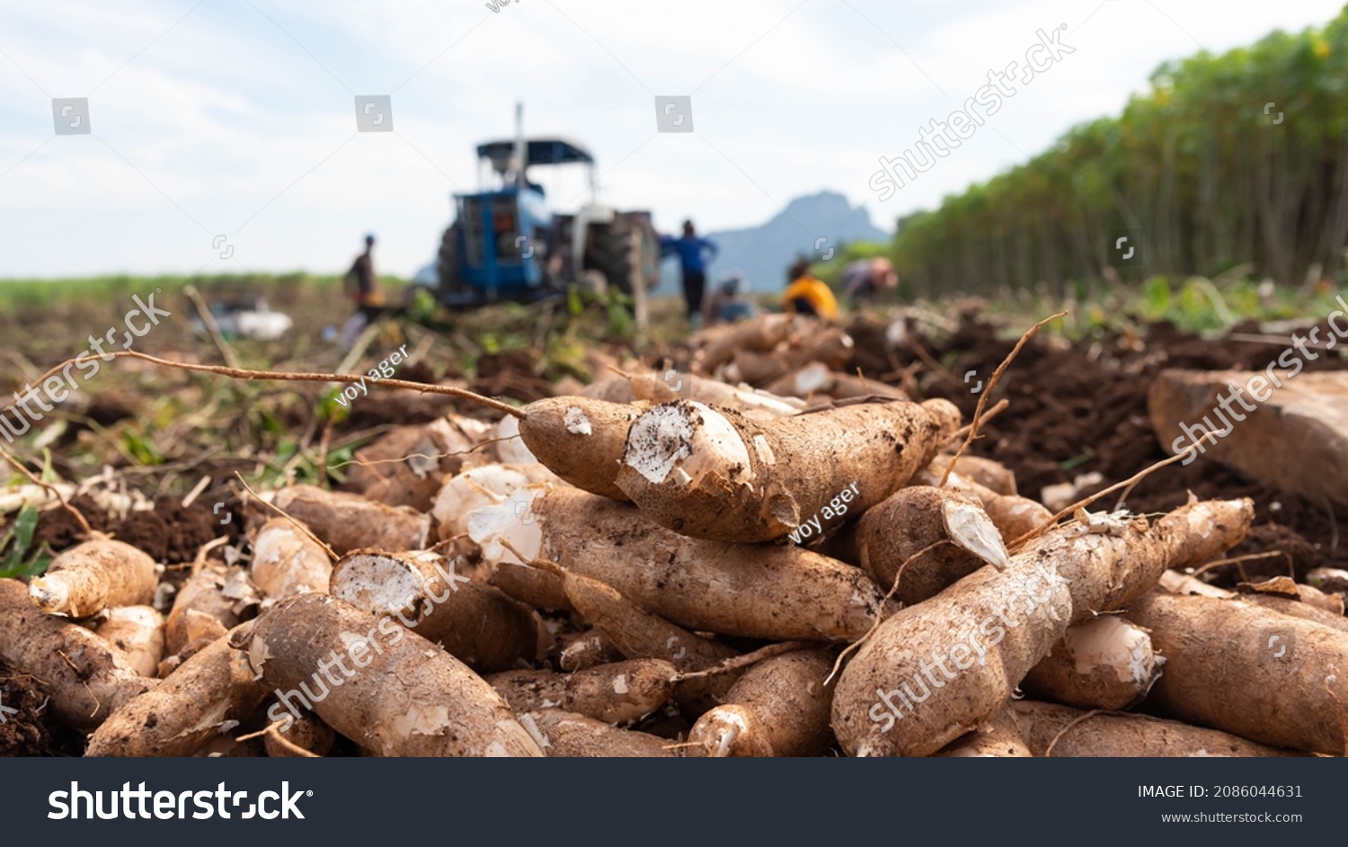 Agriculture Harvesting Tapioca Cassava Farms Farmers Foto Stock Editar Agora 2086044631