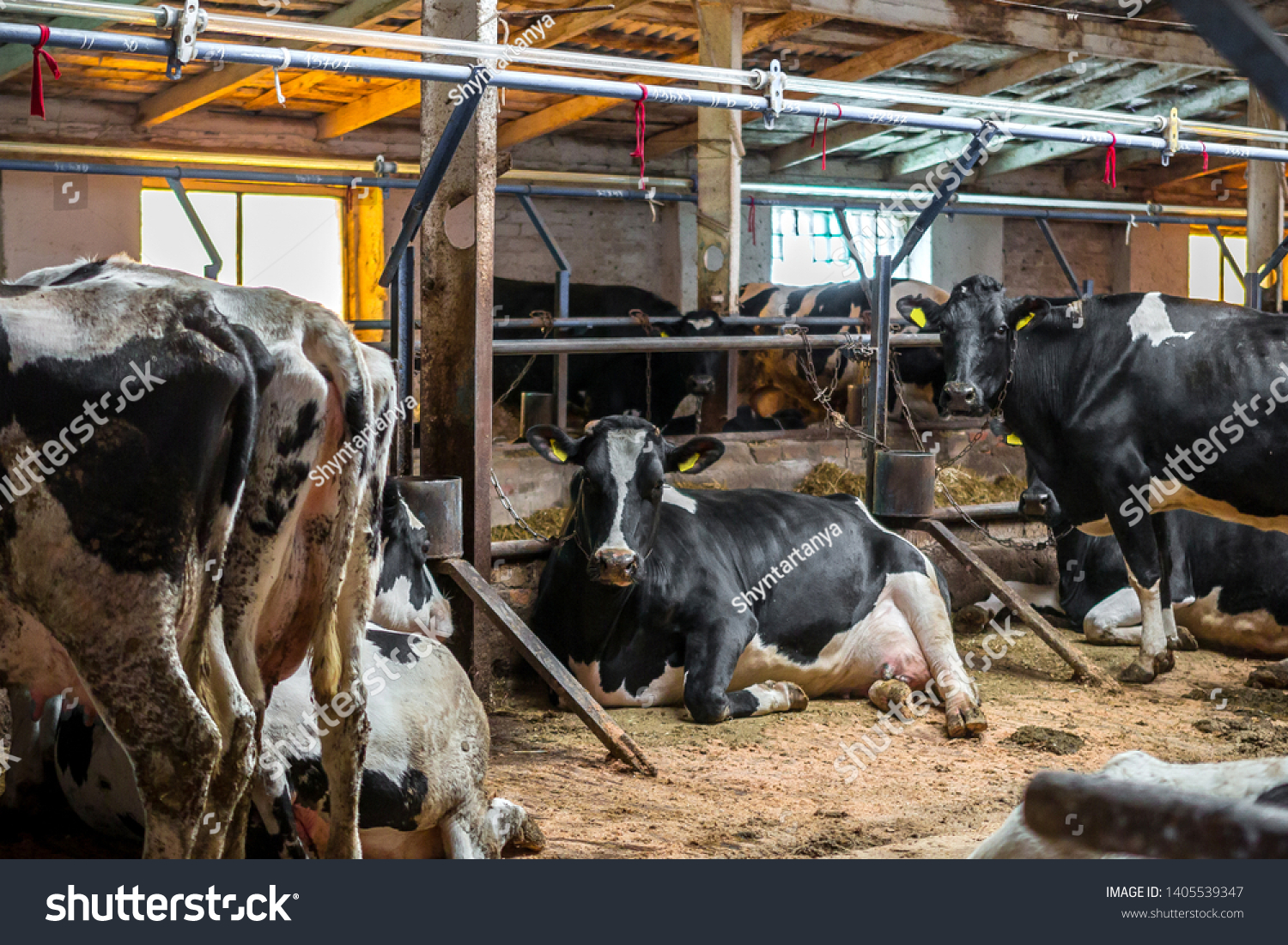 Agriculture Problems Agriculture Animal Husbandry Concept Stock Photo ...