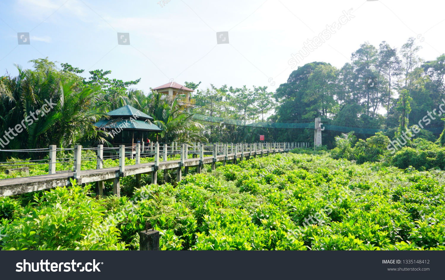 Air Hitam Dalam Educational Forest Sungai Stock Photo Edit Now 1335148412