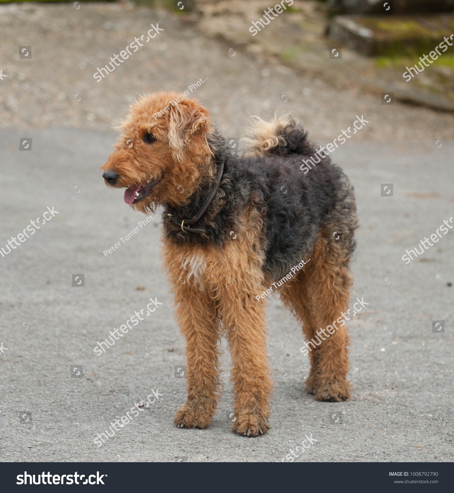 Airedale Terrier Dog Rural Berkshire 