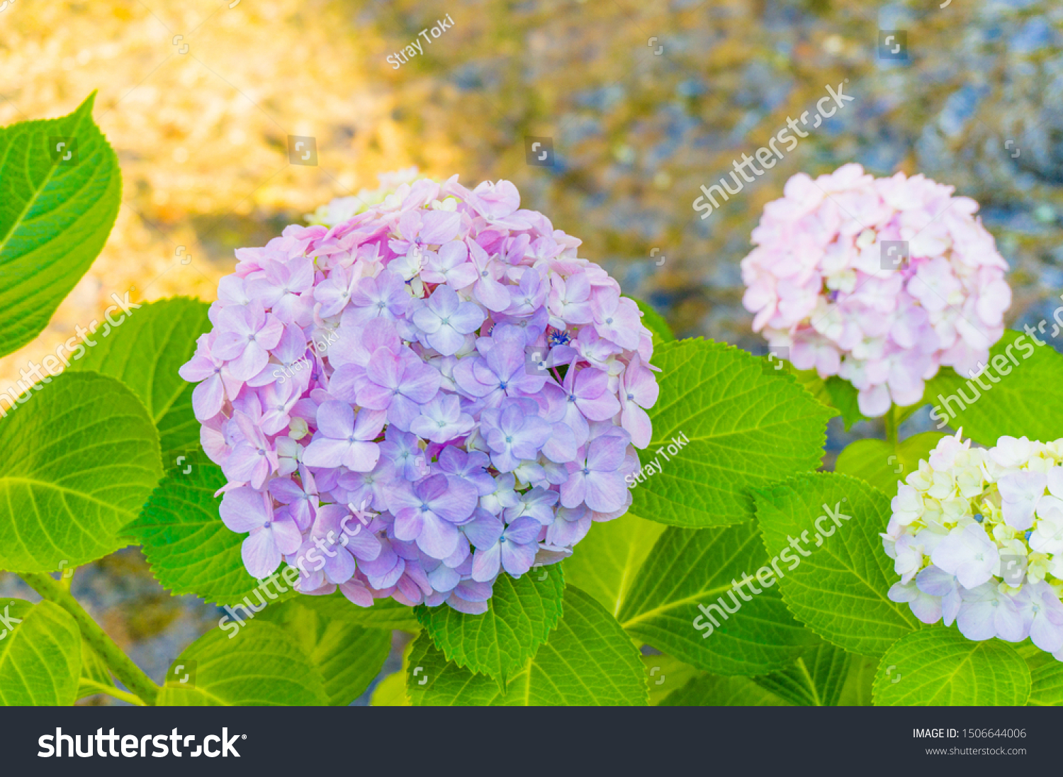 Ajisai Hydrangea Flowers Blooming June Along Stock Photo Edit Now