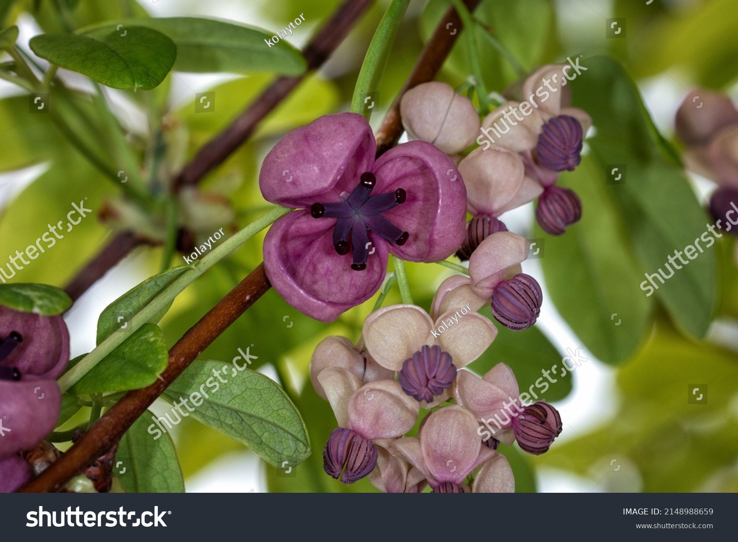 Akebia Quinata Commonly Known Chocolate Vine Stock Photo 2148988659 ...