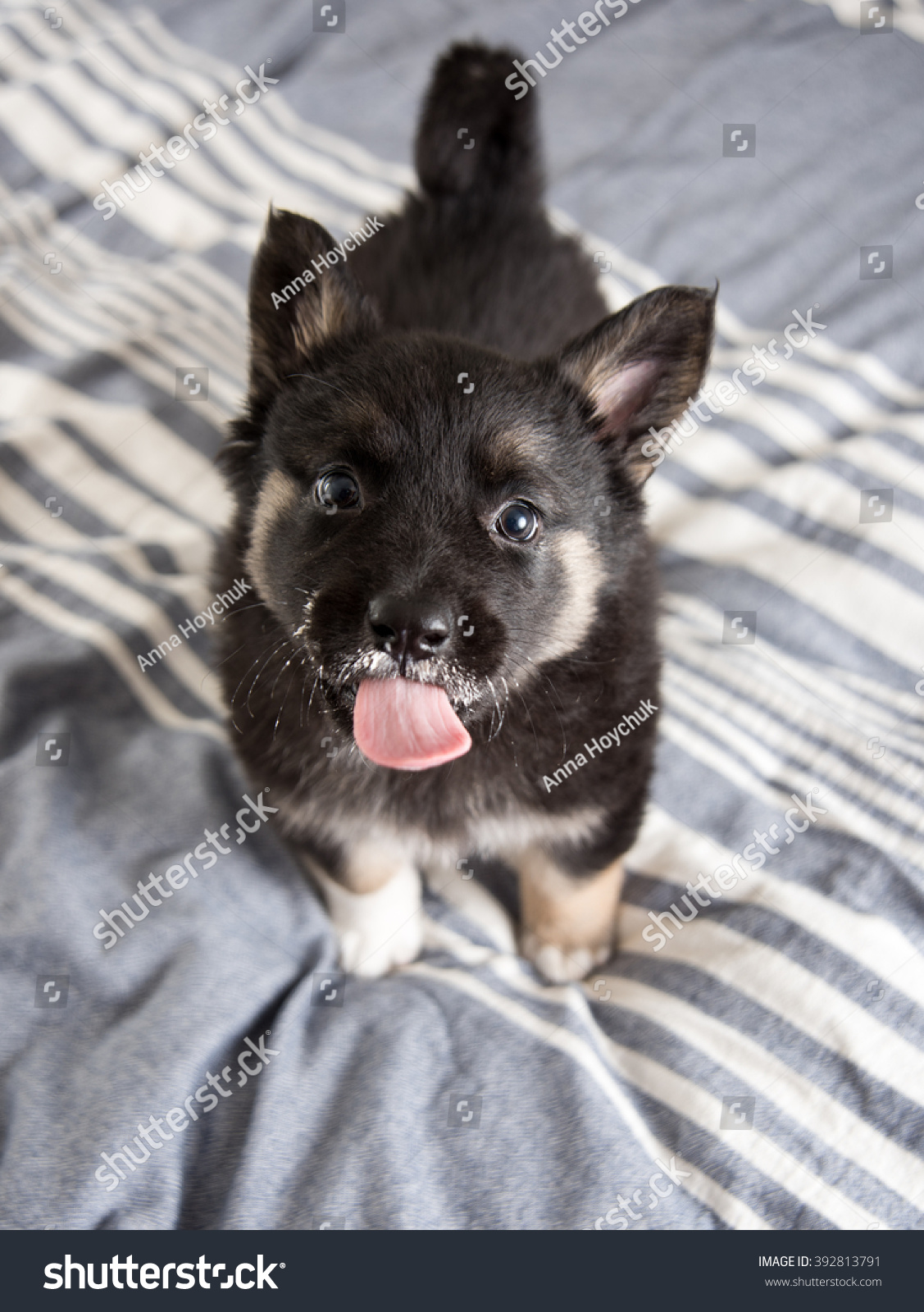 Akita Shepherd Mix Black Fluffy Puppy Stock Photo Edit Now 392813791