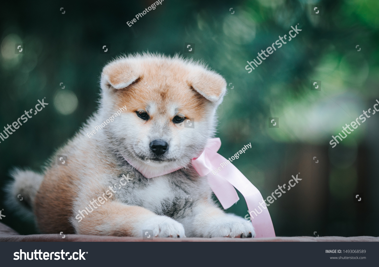 Akita Inu Cute Puppy Outside Green Stock Photo (Edit Now) 1493068589