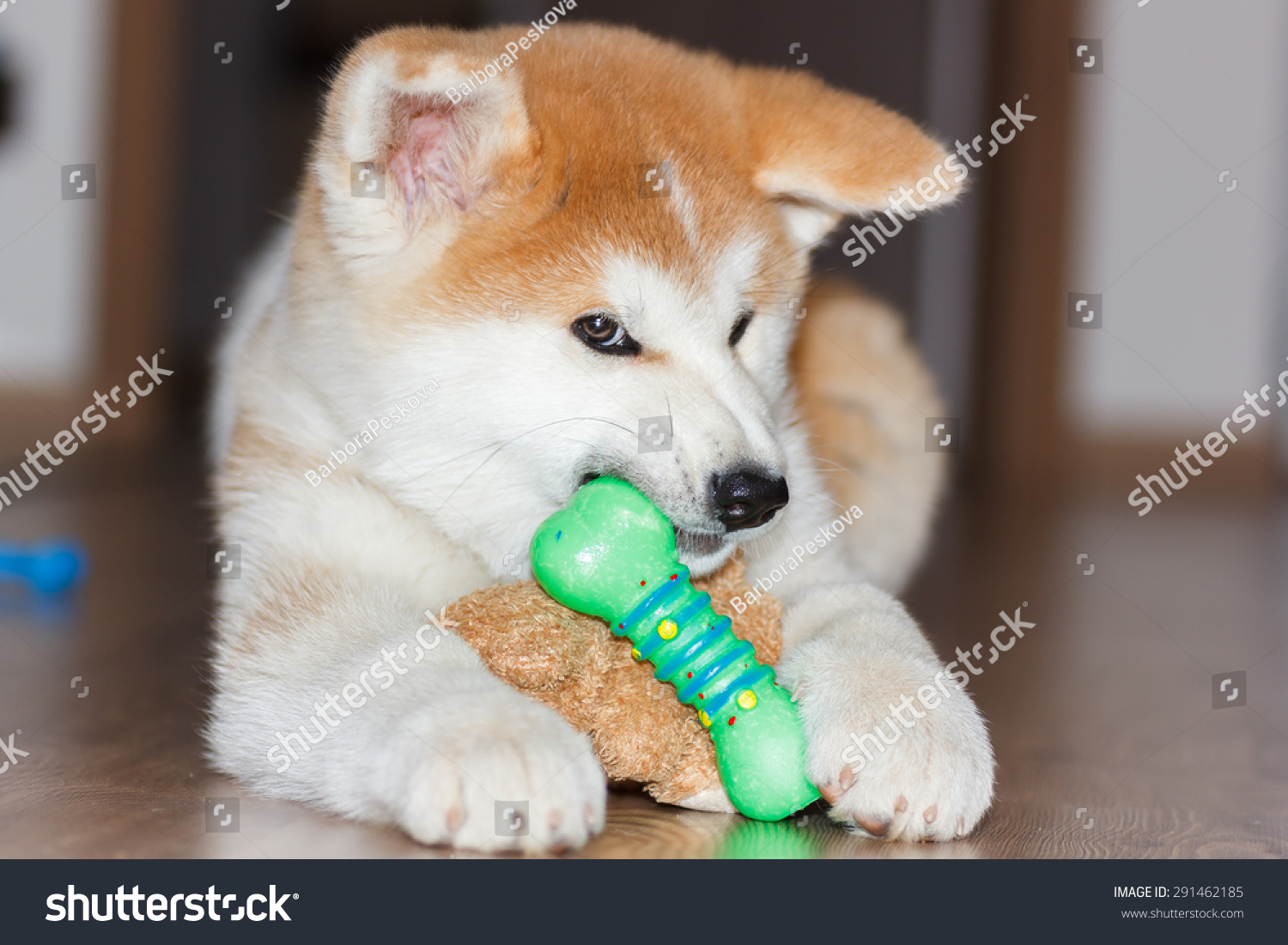 Akita Inu Puppy Chewing Toy Stock Photo 291462185 | Shutterstock