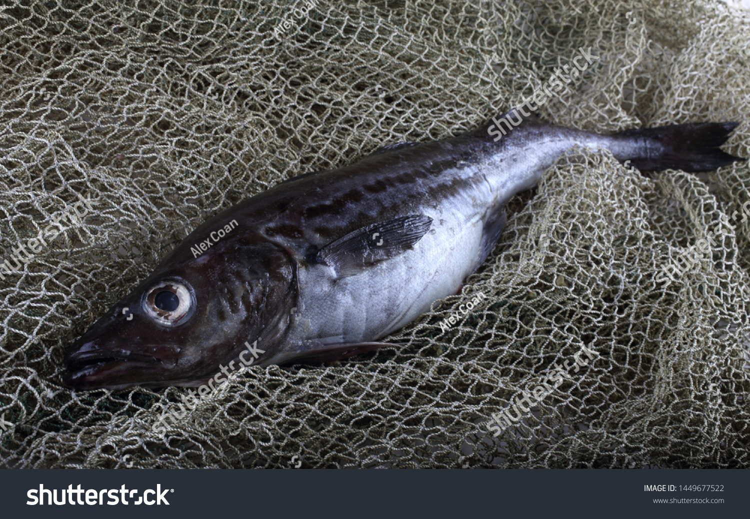 Alaska Pollock 图片 库存照片和矢量图 Shutterstock