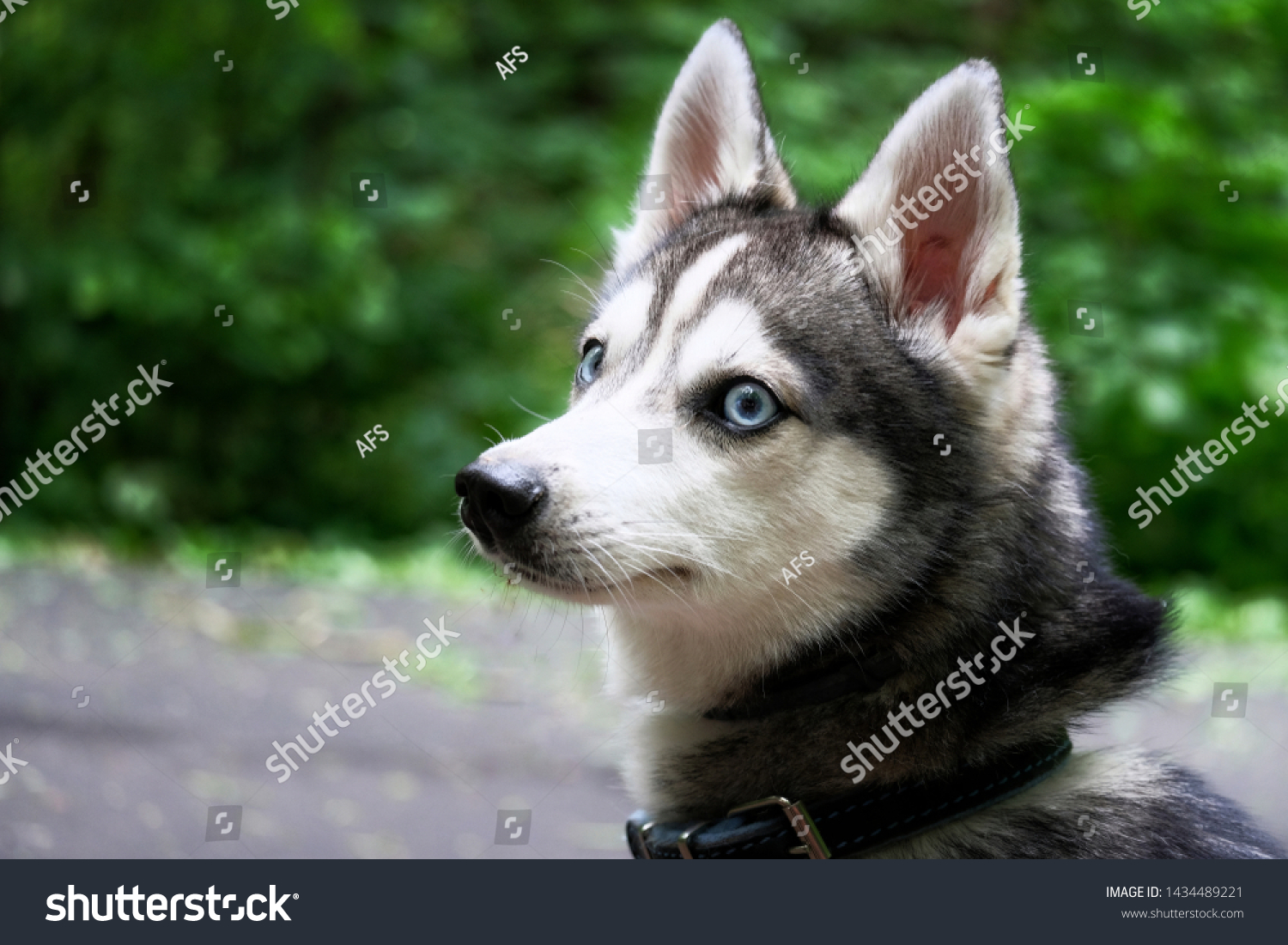 Alaskan Klee Kai Mini Husky Stock Photo Edit Now 1434489221