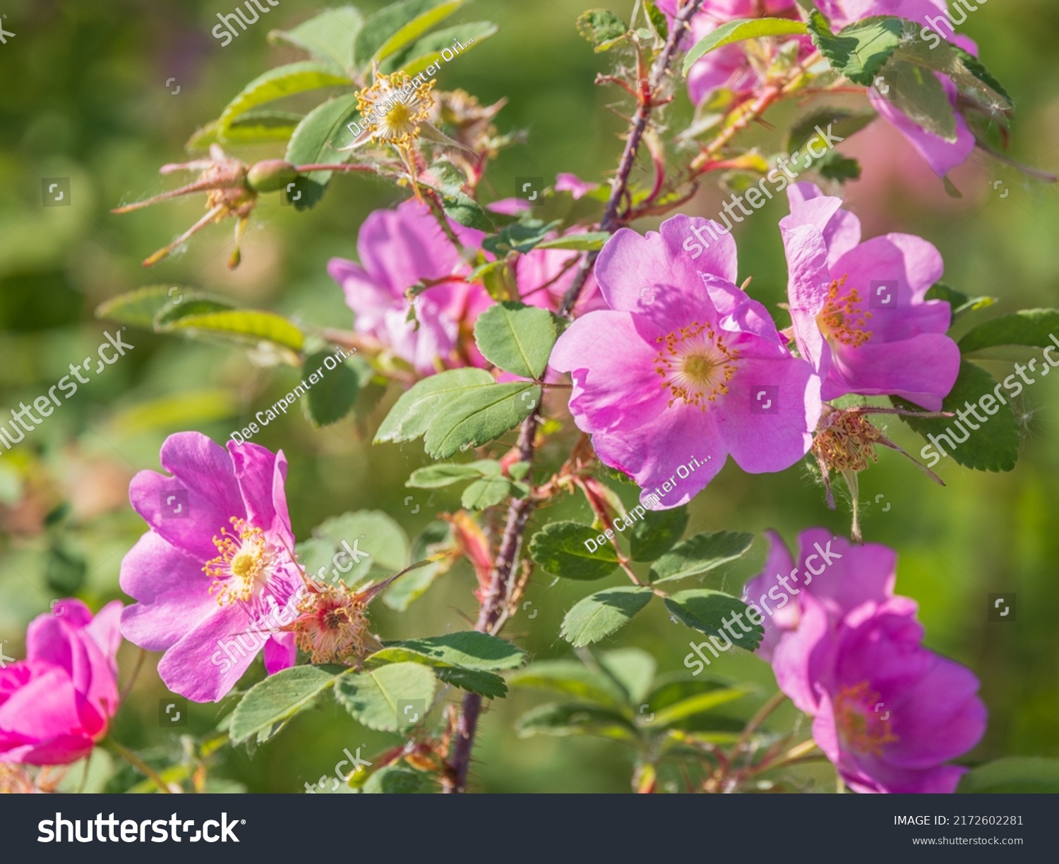 42 Pink roses alaskan Images, Stock Photos & Vectors | Shutterstock