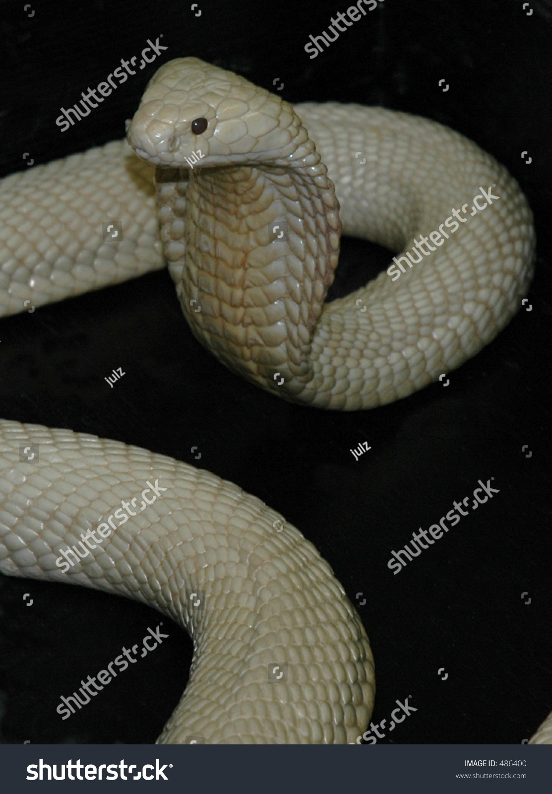 Albino Cobra Stock Photo 486400 : Shutterstock