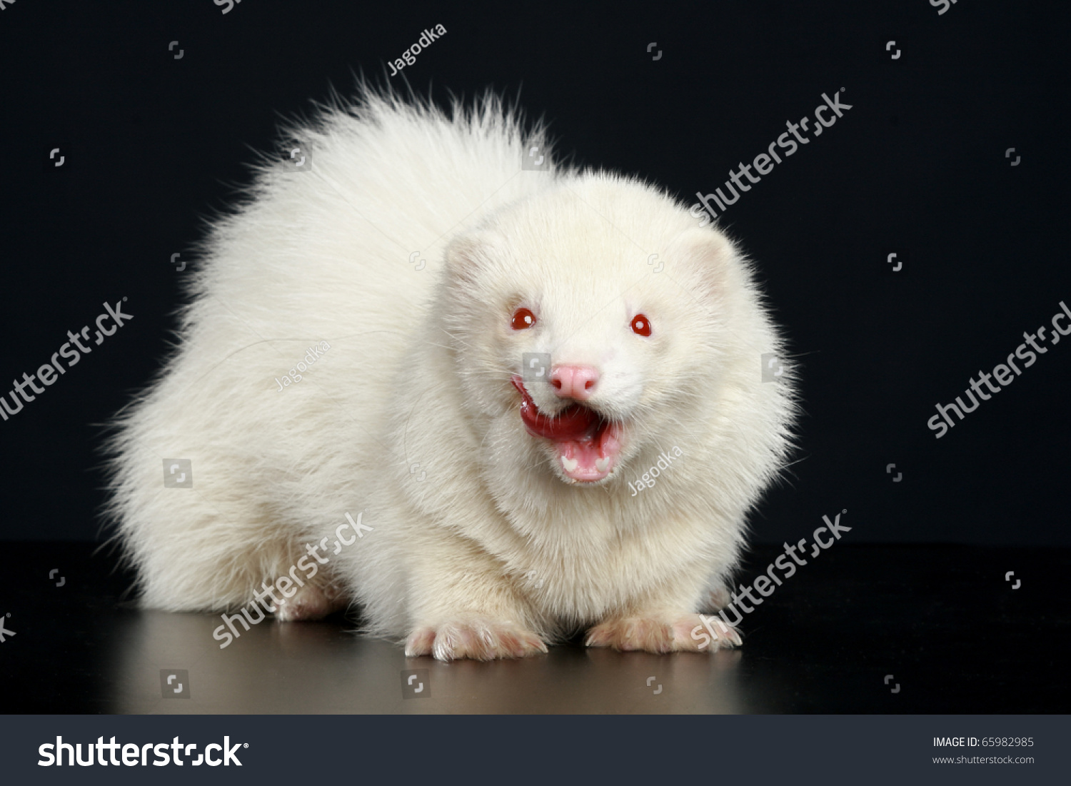 albino ferret