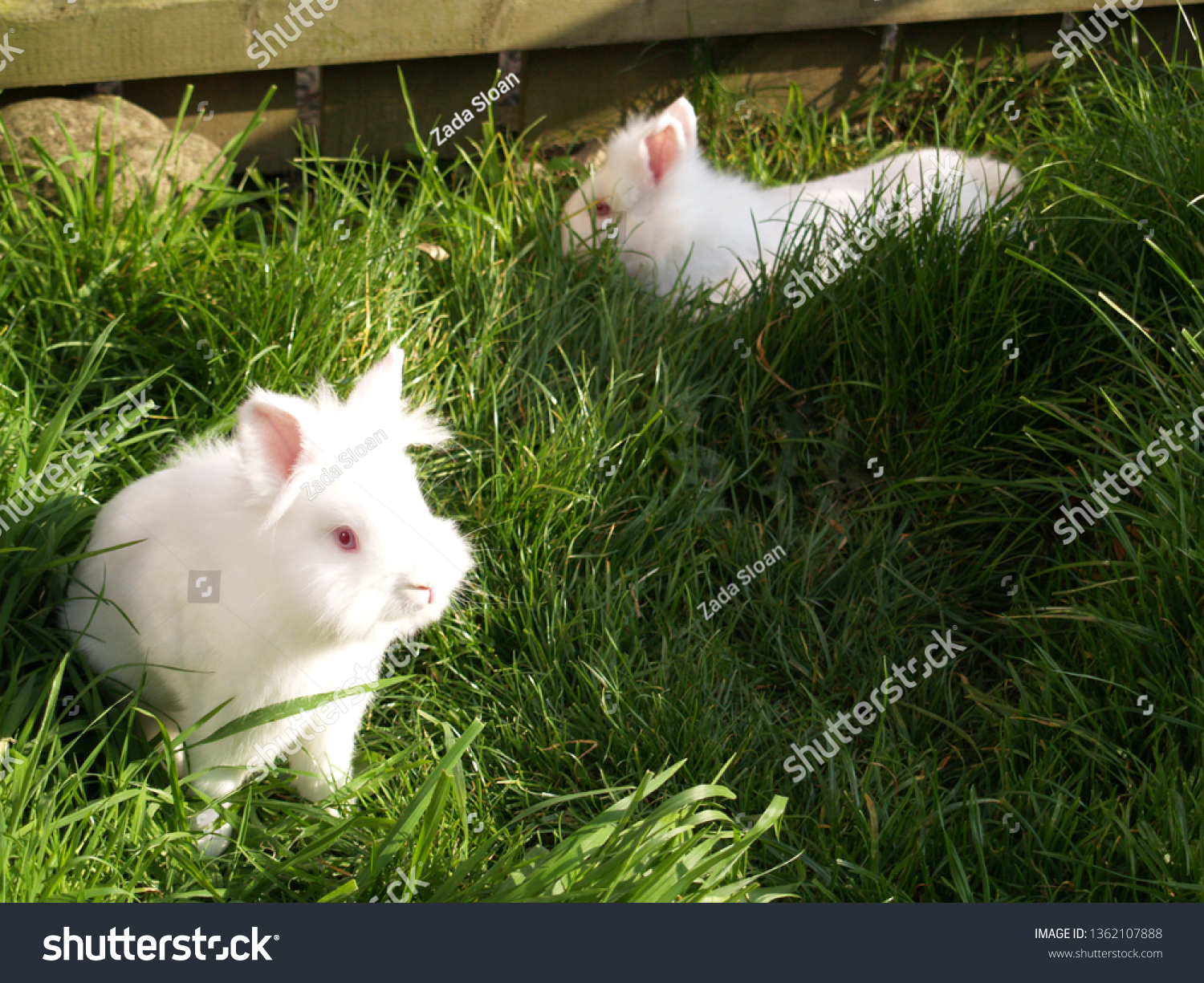 Albino Lionhead Rabbit Animals Wildlife Stock Image 1362107888
