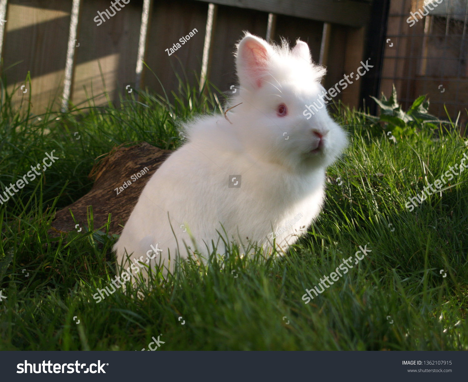 Albino Lionhead Rabbit Animals Wildlife Stock Image 1362107915