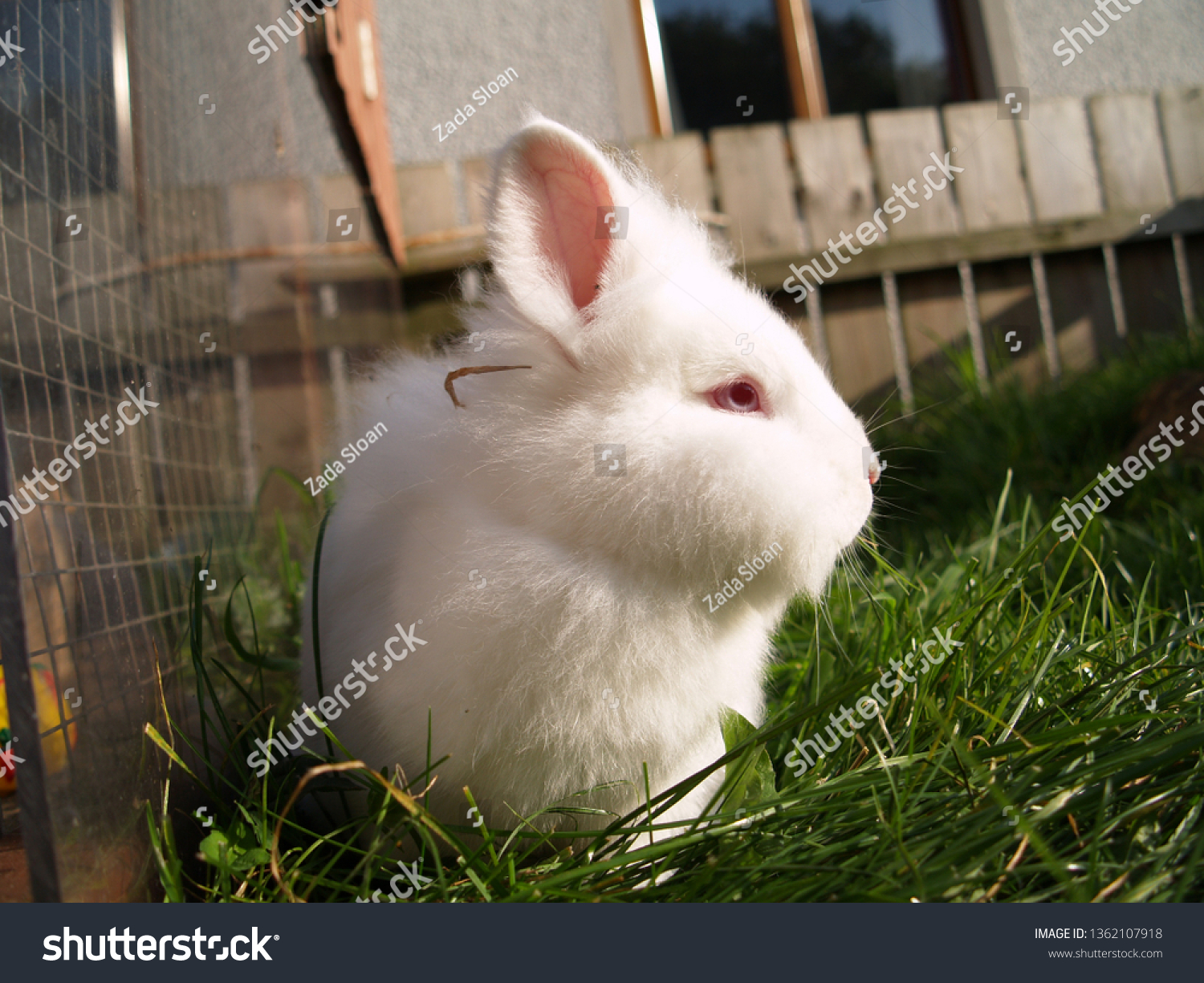 Albino Lionhead Rabbit Stock Photo Edit Now 1362107918