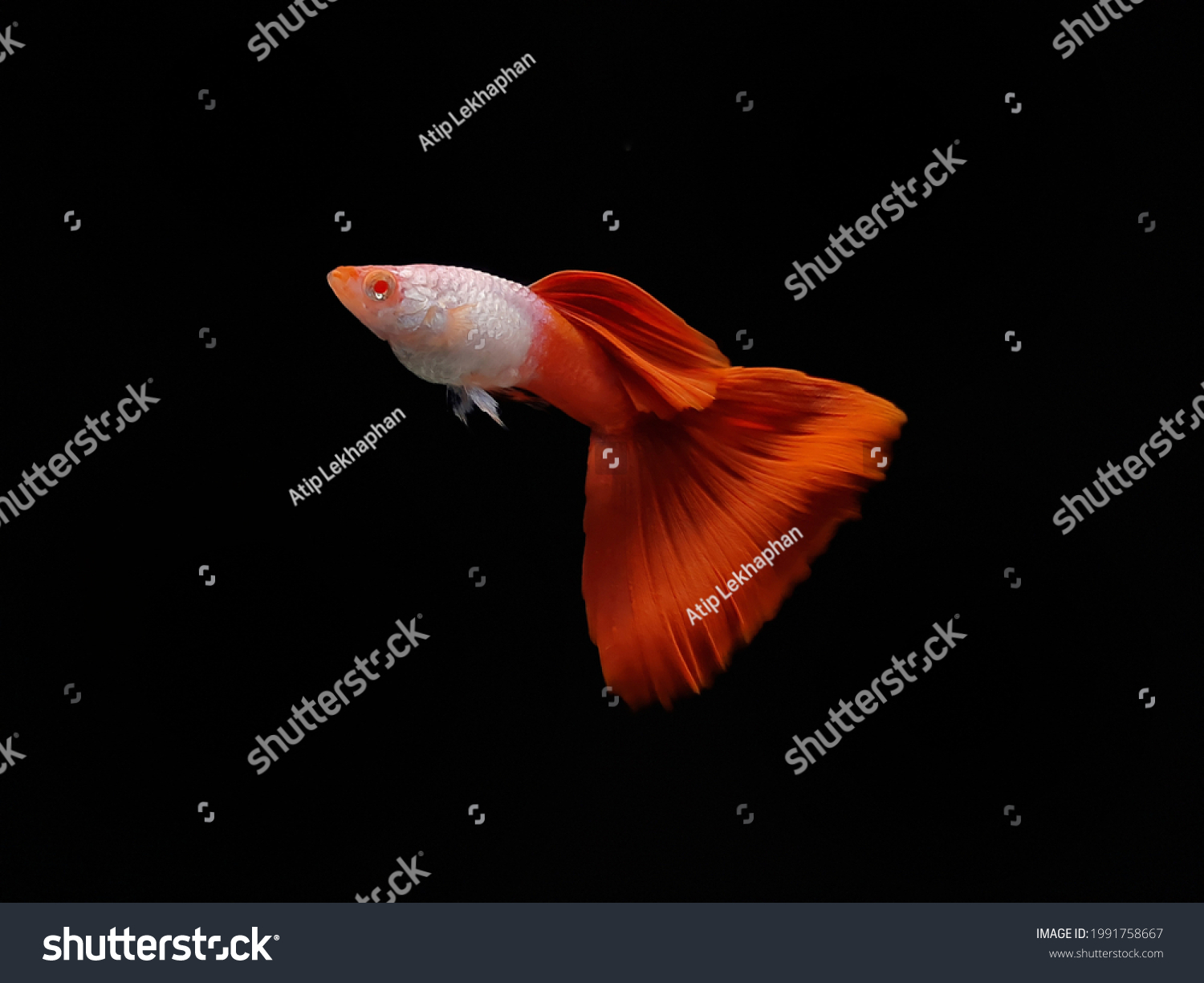 Albino Silveradi Red Tail Guppy Fish Stock Photo 1991758667 | Shutterstock