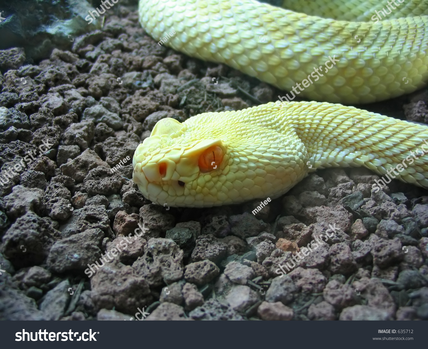 Albino Western Diamondback Rattlesnake Crotalus Atrox Stock Photo Edit Now 635712