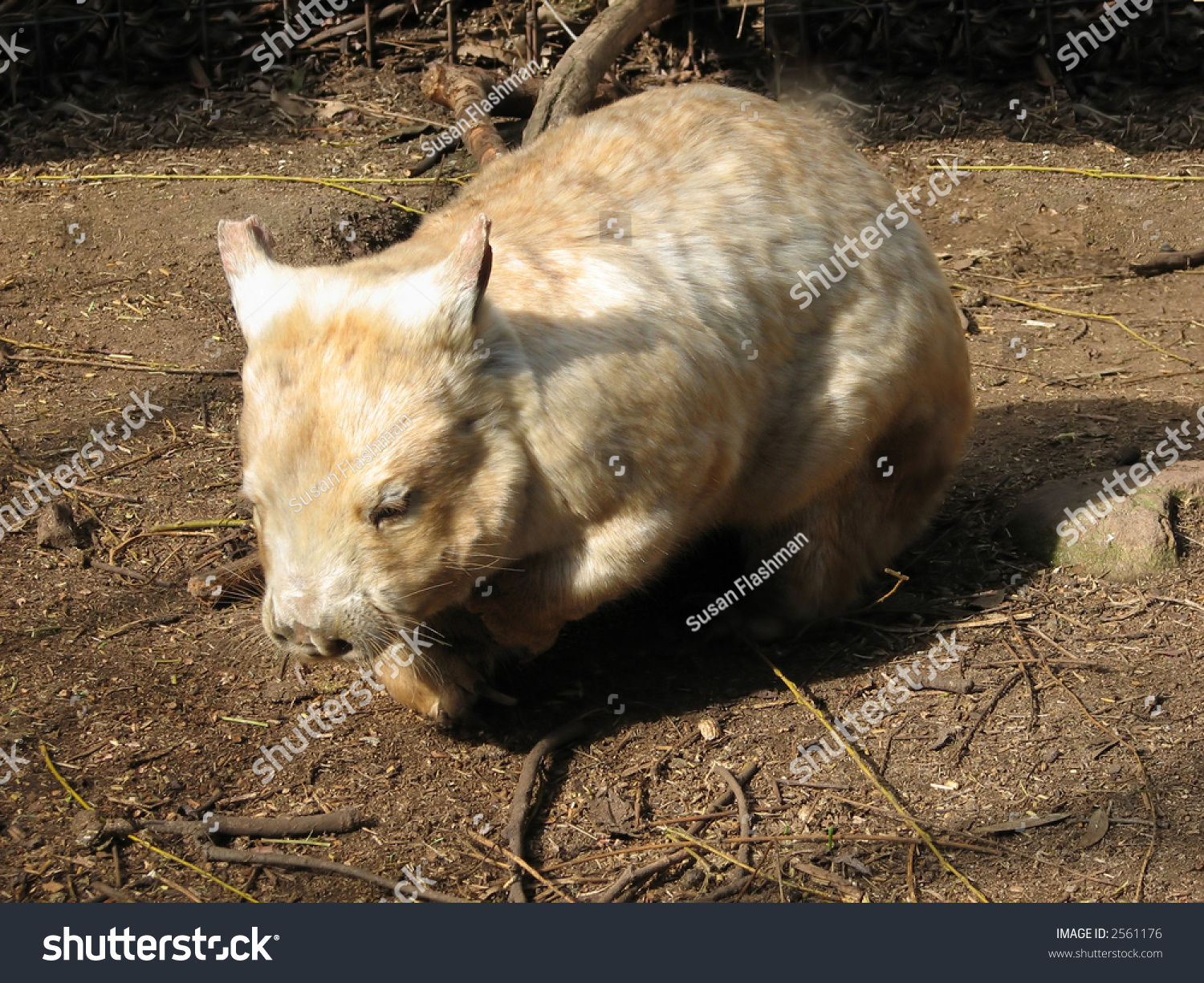 Albino Wombat Stock Photo Edit Now 2561176