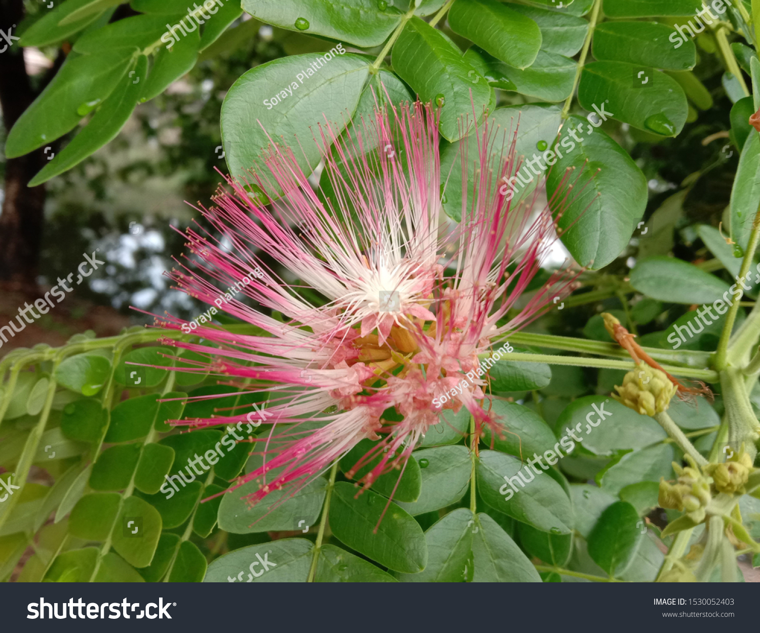 Saman Into Cluster Tightly Clustered Stock Photo (Edit Now