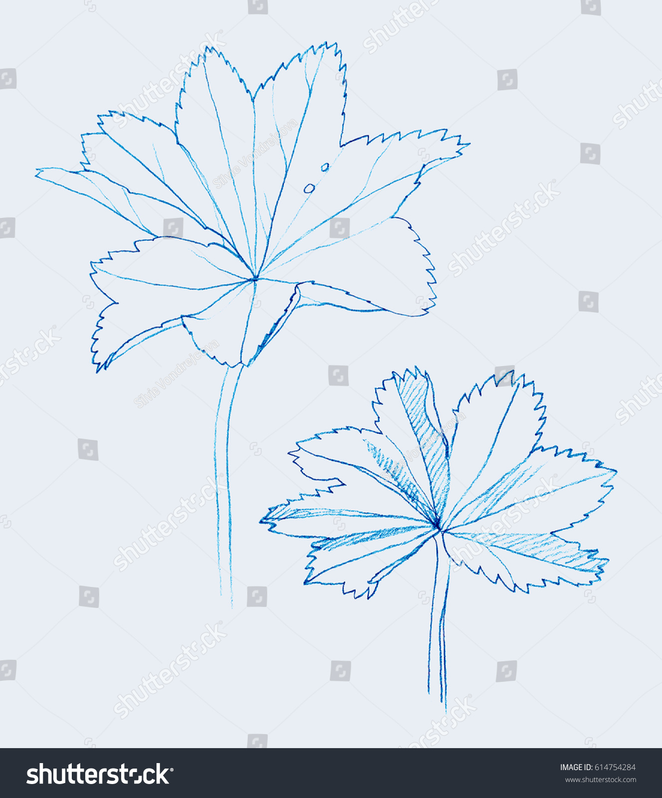 Alchemilla Leaf Ladys Mantle Leaf Hand Stock Illustration 614754284