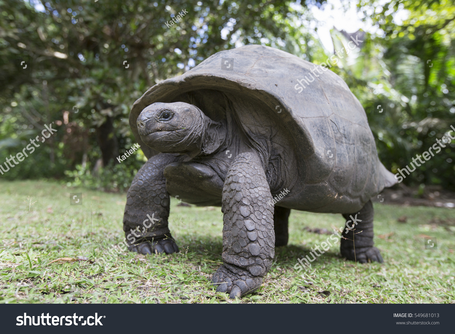 3,045 Aldabra giant tortoise Images, Stock Photos & Vectors | Shutterstock