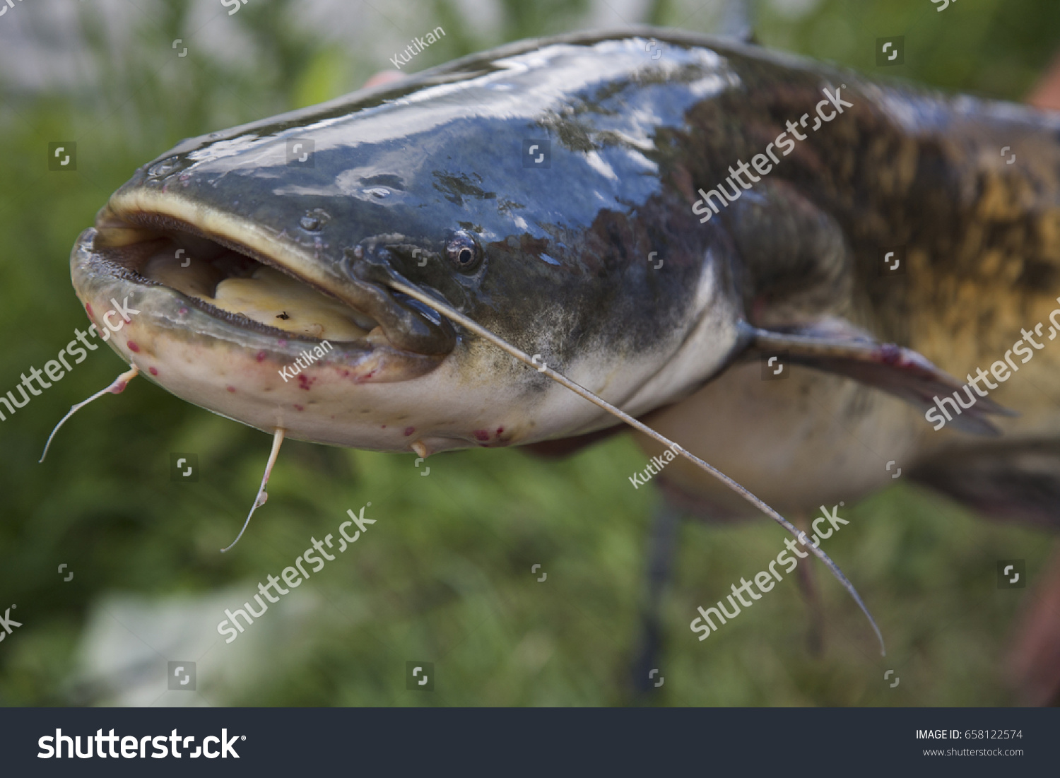 Alive Wet Catfish Hand Stock Photo (Edit Now) 658122574