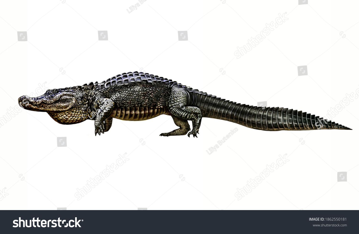 Alligator Alligator Mississippiensis Realistic Drawing Illustration