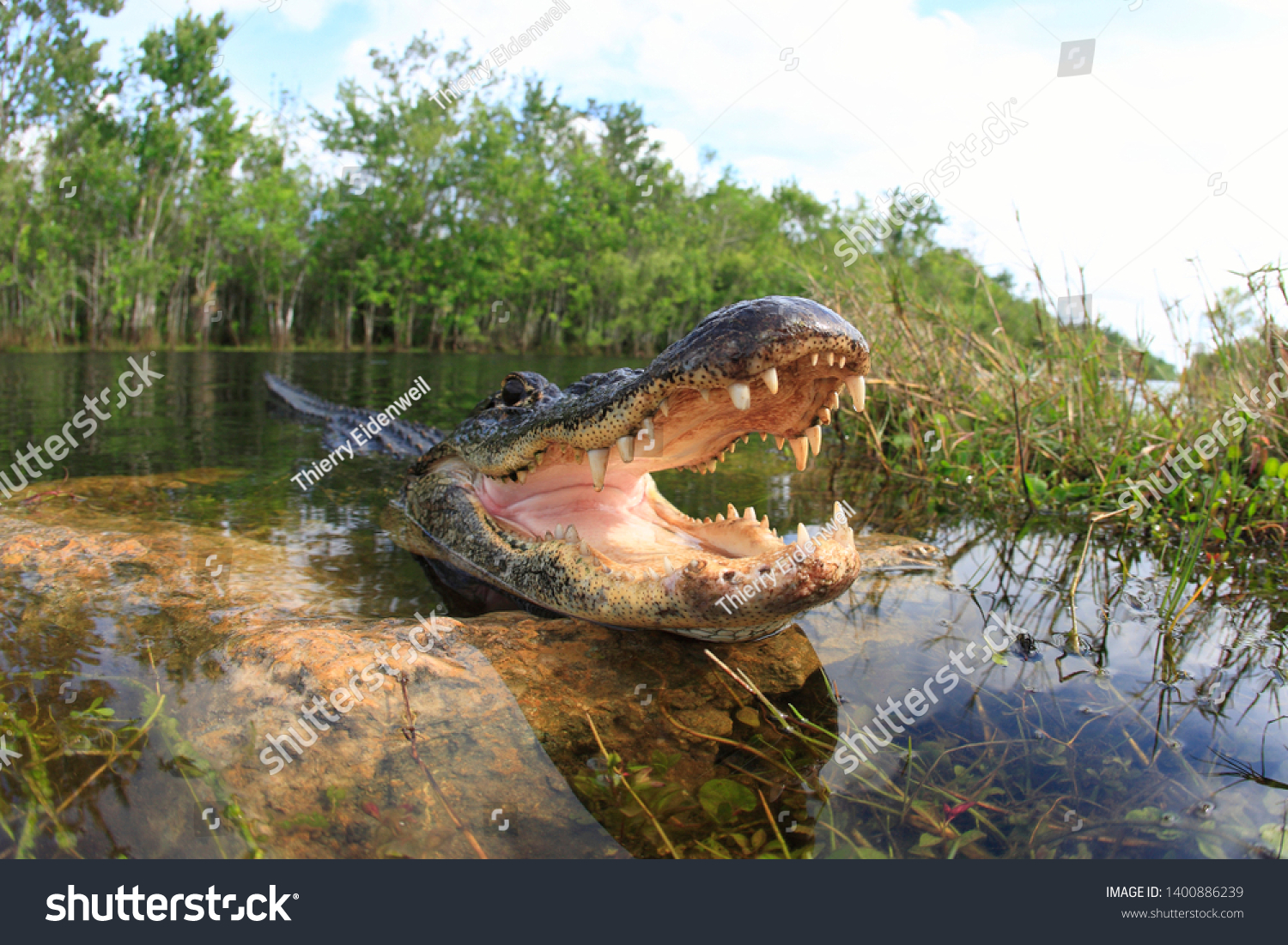 Swamp alligator 'Swamp People':