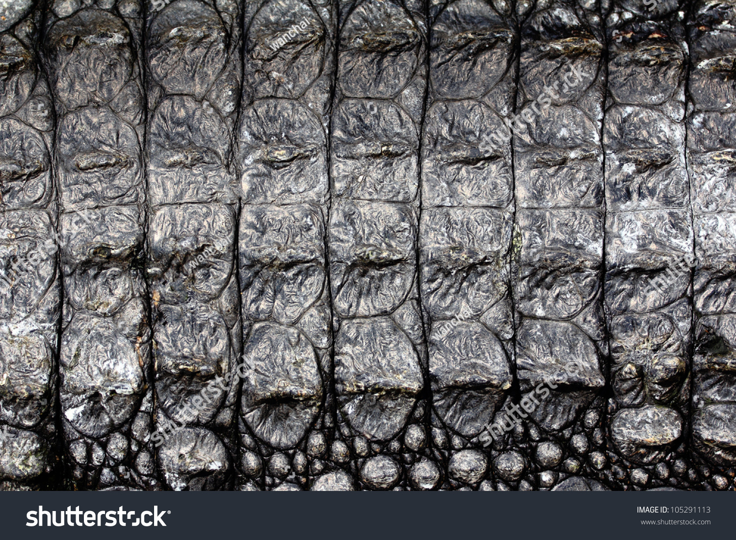 Alligator Skin Texture Background Stock Photo (Edit Now) 105291113