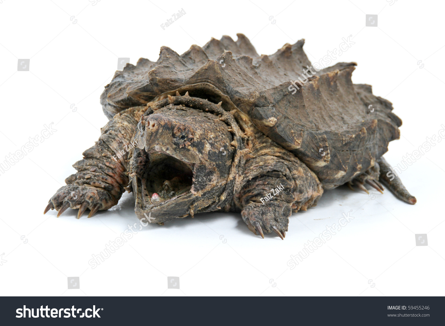 Alligator Snapping Turtle Stock Photo 59455246 : Shutterstock