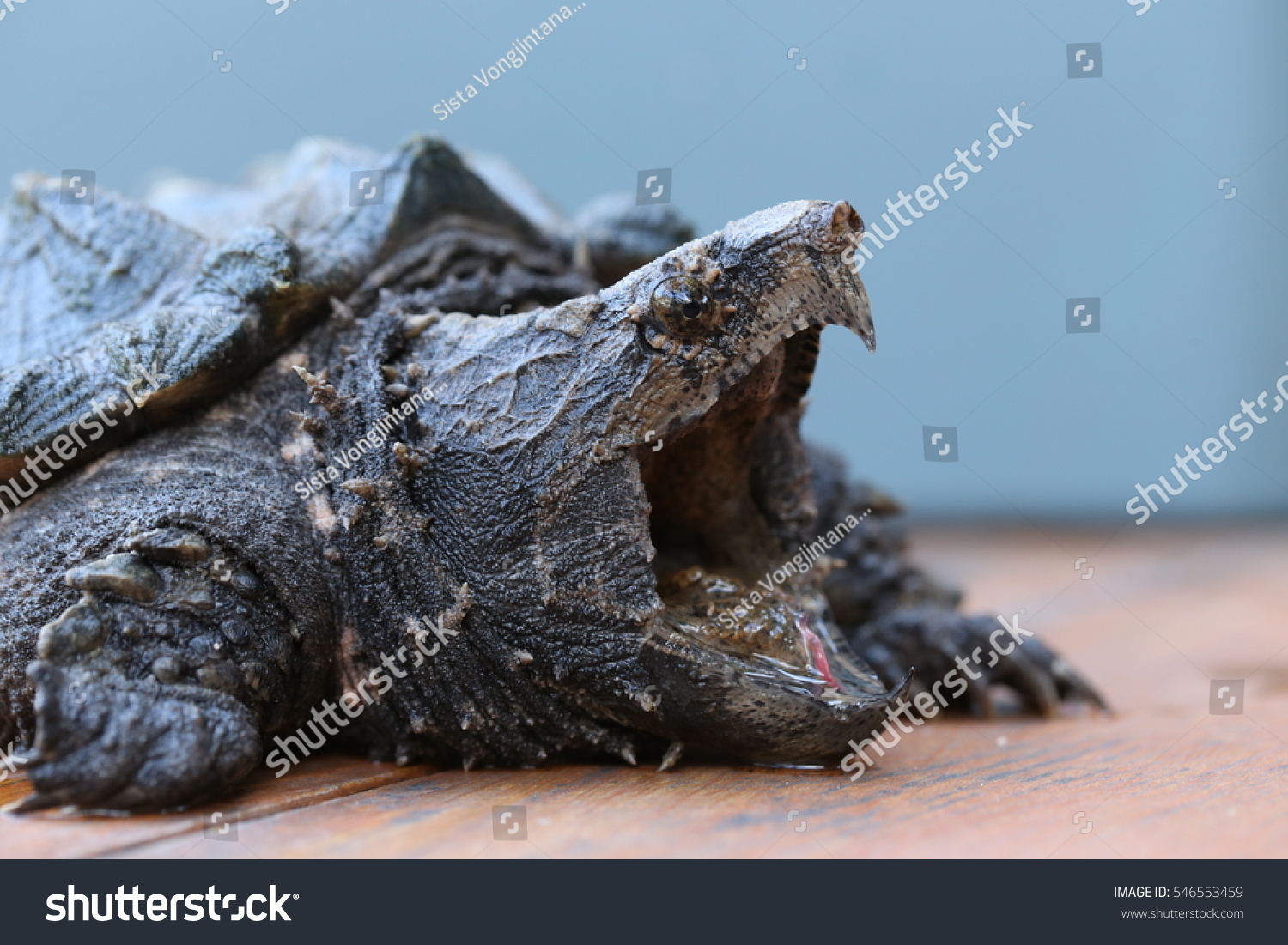 Alligator Snapping Turtle Exotic Turtle Stock Photo 546553459 ...