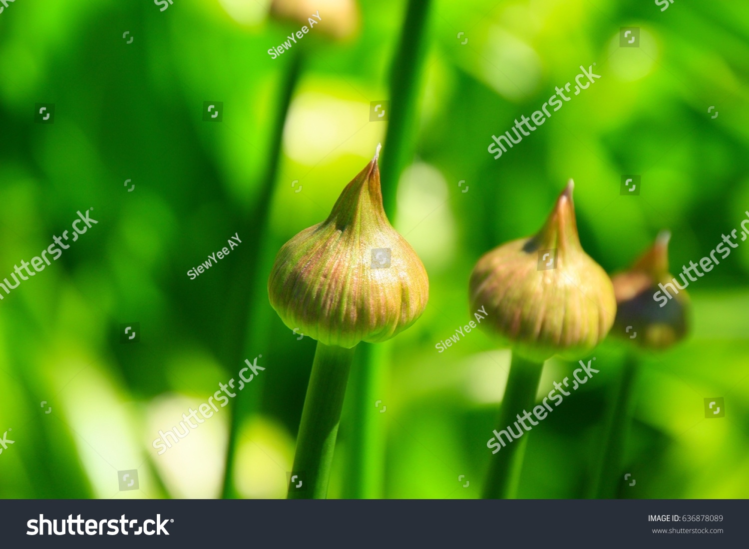 Allium Flower Buds Nature Stock Image 636878089