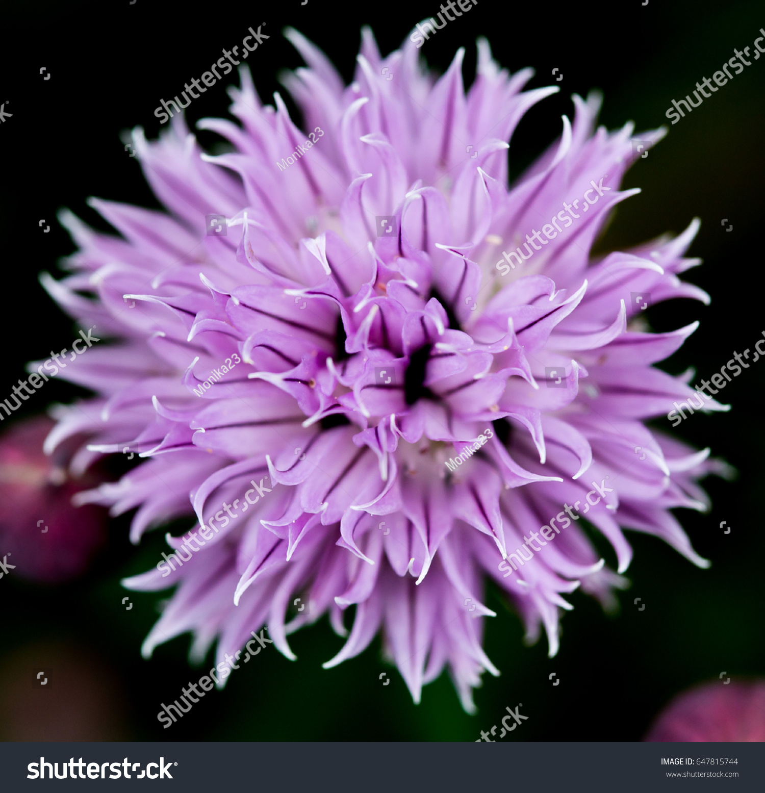 Allium Flower Buds Garden Stock Photo Edit Now 647815744