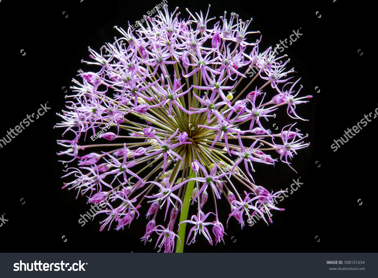 Allium Flower Isolated On Black Background Stock Photo Edit Now 308101634