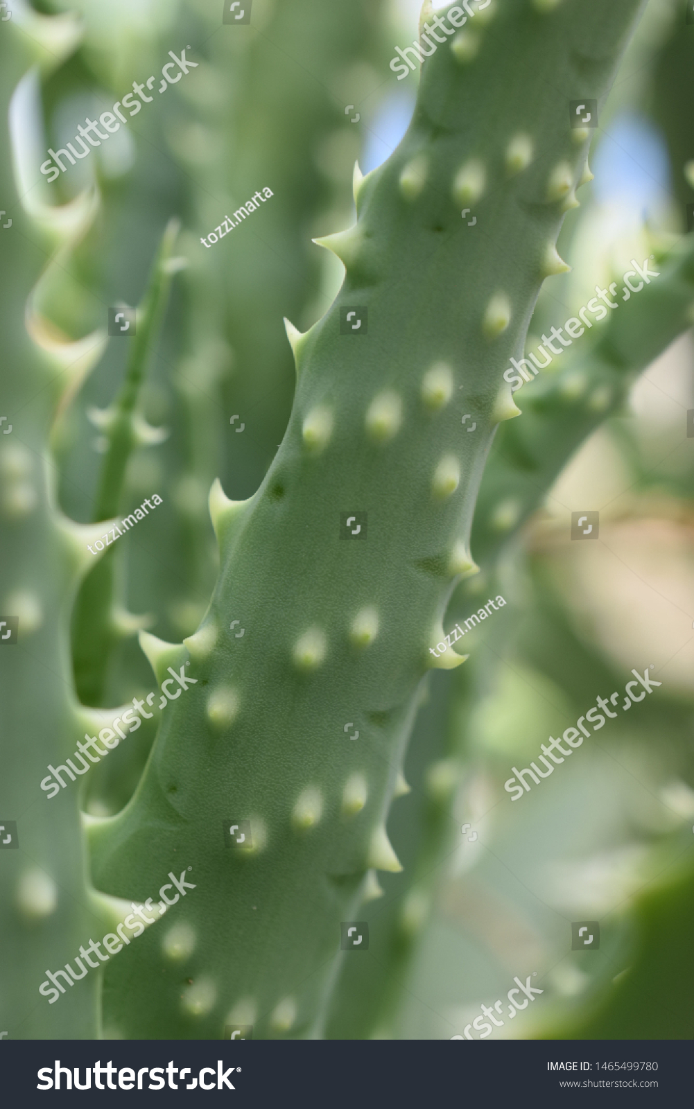 TÌNH YÊU CÂY CỎ ĐV 7 - Page 72 Stock-photo-aloe-antandroy-decary-h-perrier-1465499780