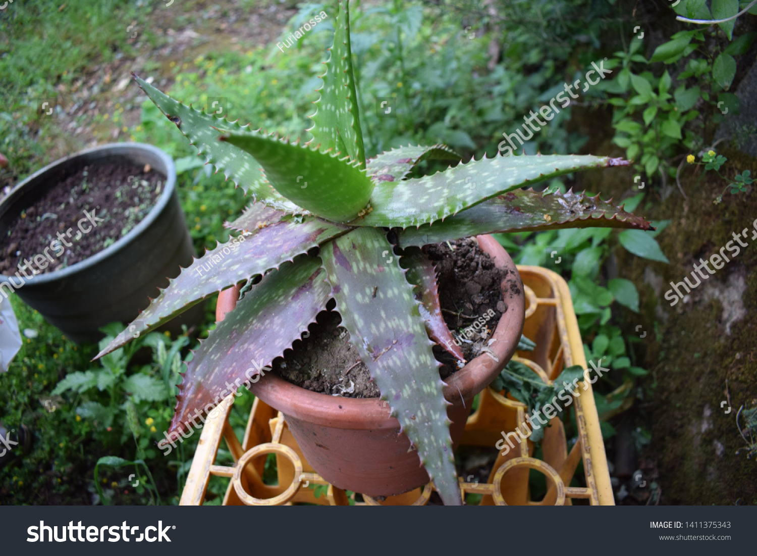 Aloe Maculata Soap Zebra Aloe Plant Stock Photo 1411375343 | Shutterstock