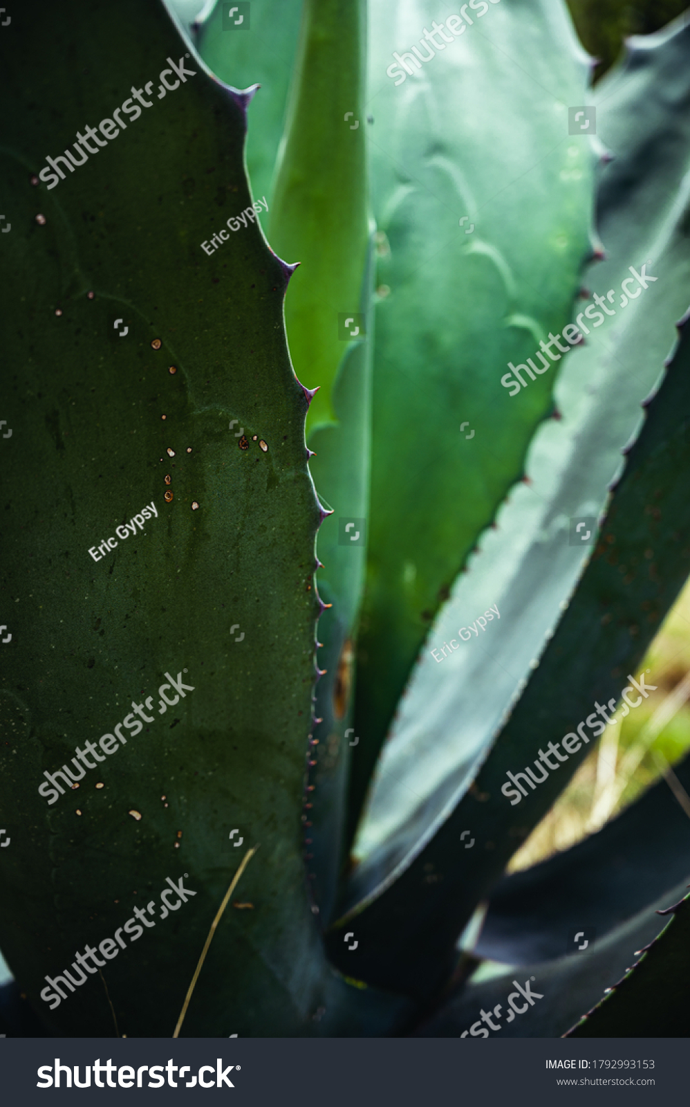 Aloe Vera Plant Desert Plant Stock Photo 1792993153 | Shutterstock