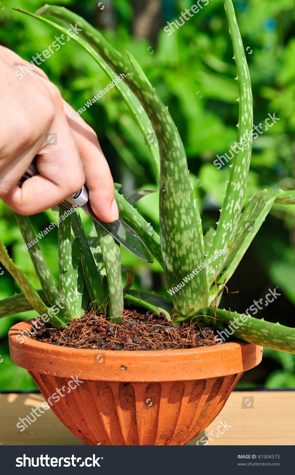 Aloe Vera Plant In Pot Stock Photo 81904573 : Shutterstock