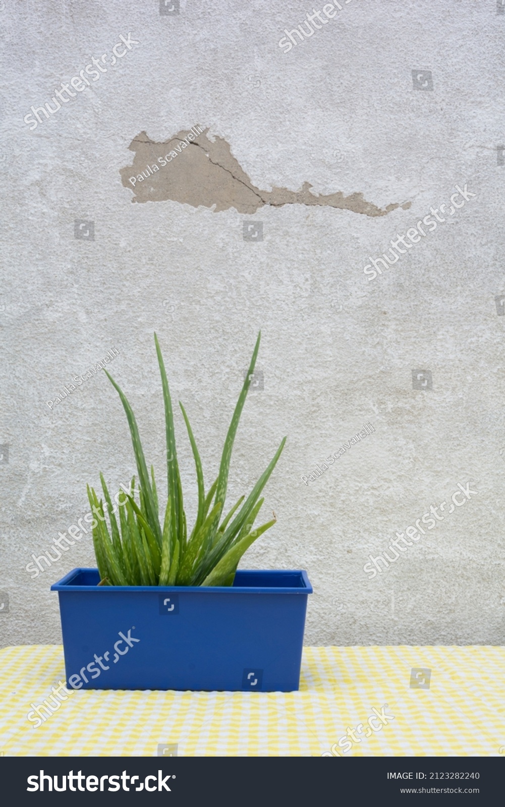 Aloe Vera Plant Pot Old Gray Stock Photo 2123282240 Shutterstock   Stock Photo Aloe Vera Plant In Pot With Old Gray Wall Background Or Texture 2123282240 